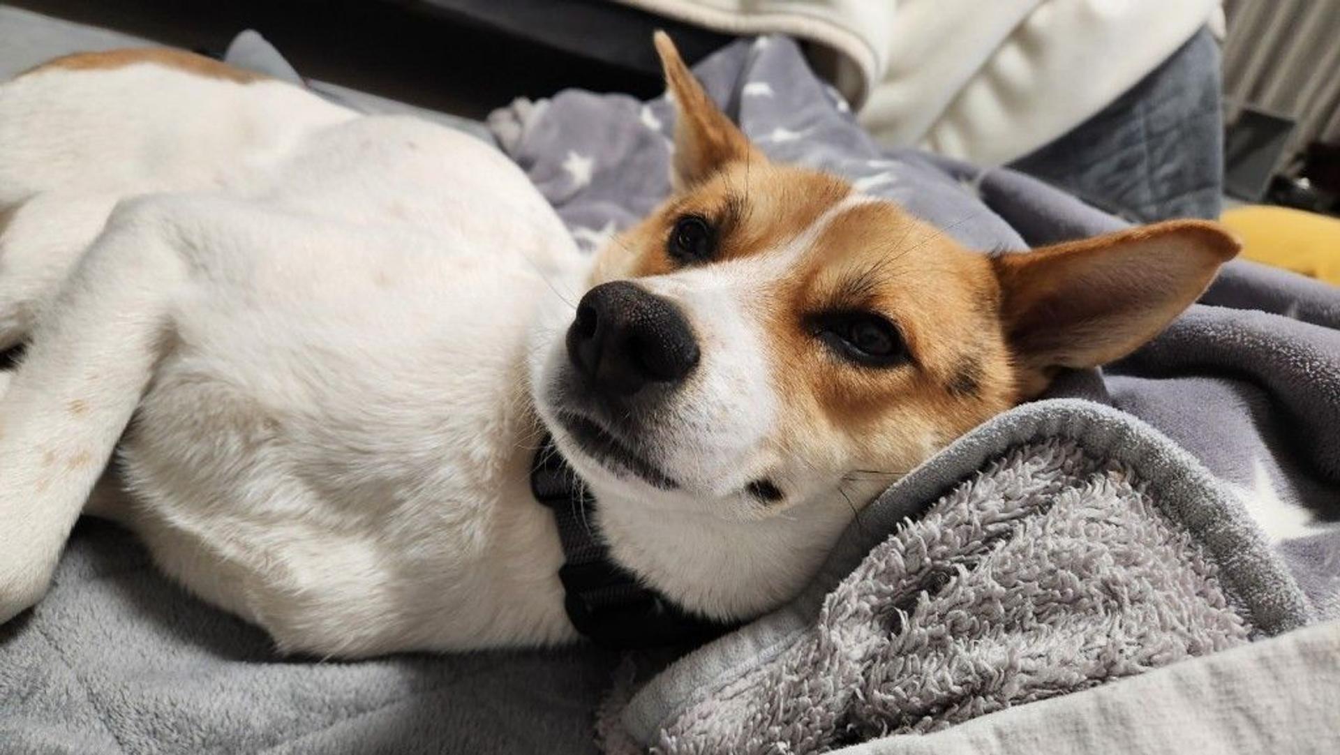 pet-image-6