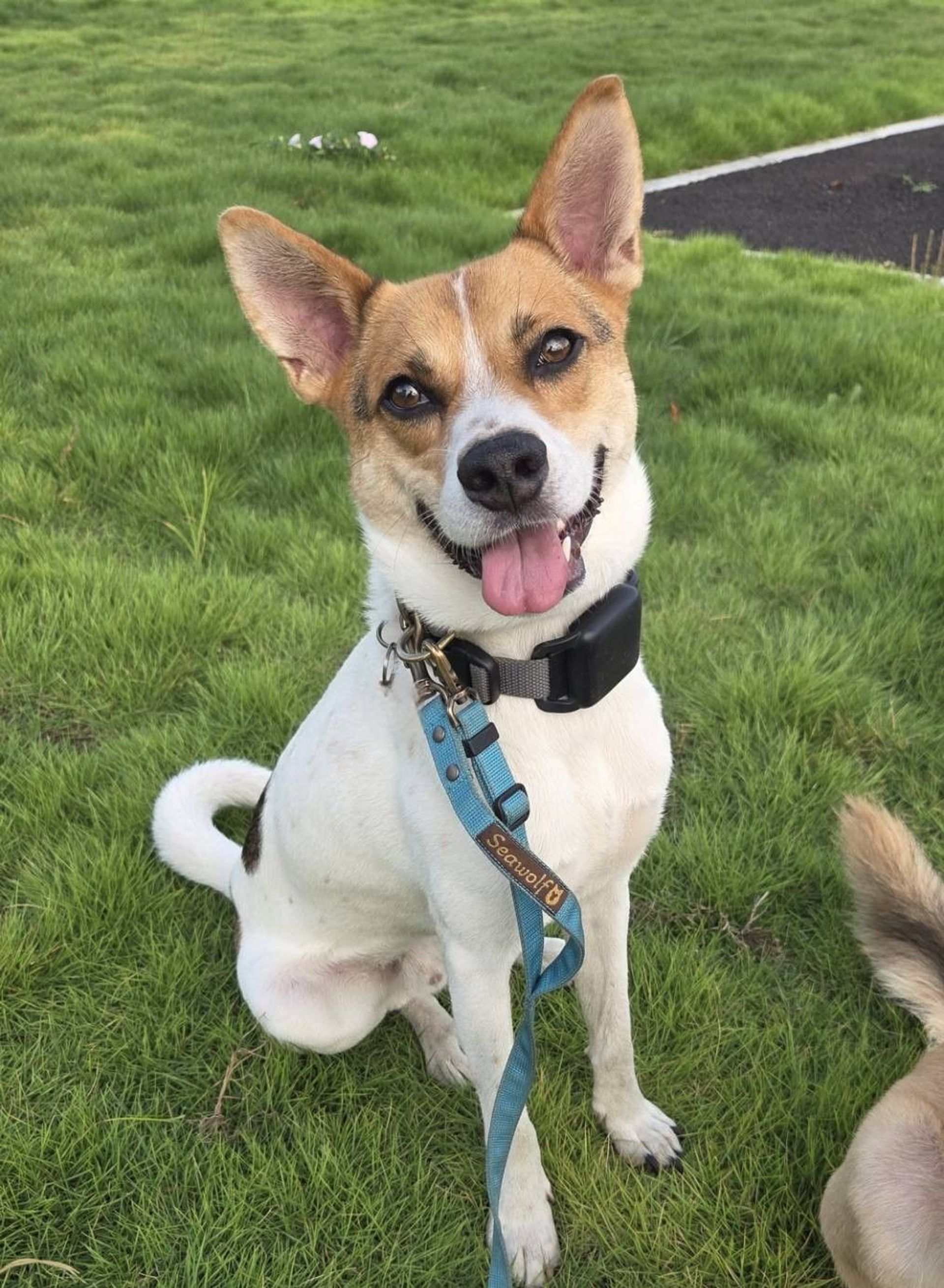 雑種（ミックス犬）・オスの里親募集の写真