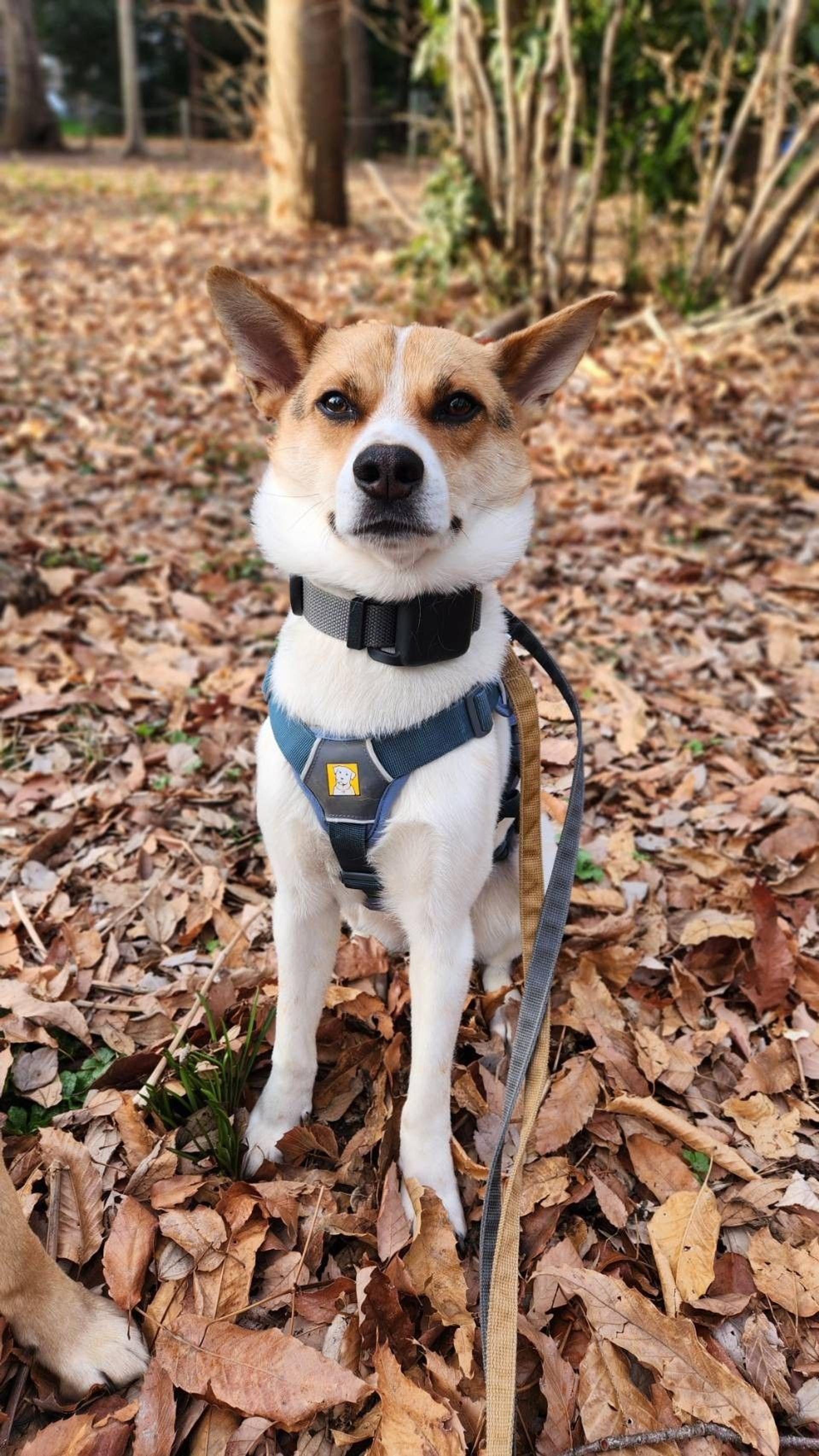 pet-image-5