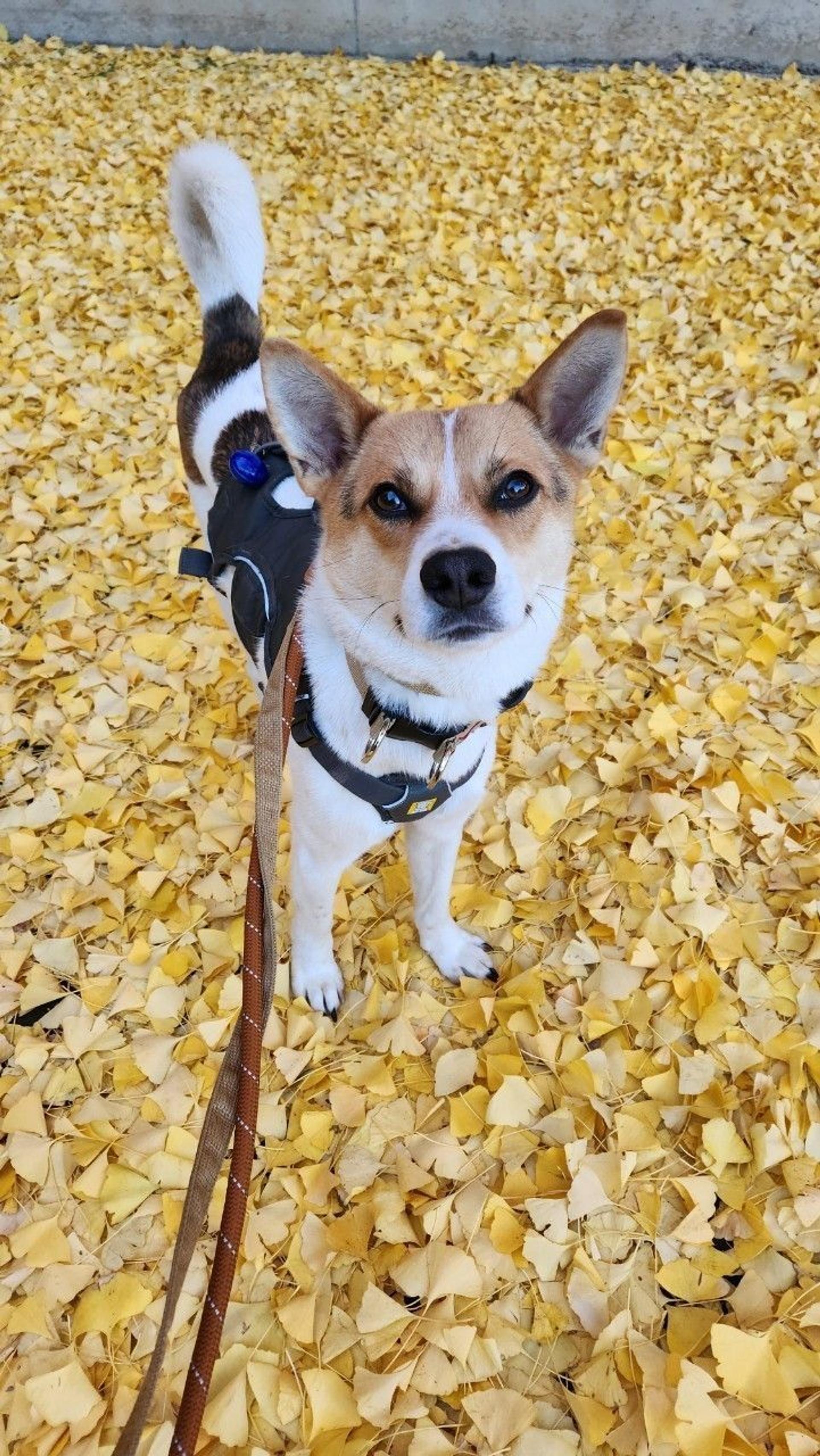 pet-image-7