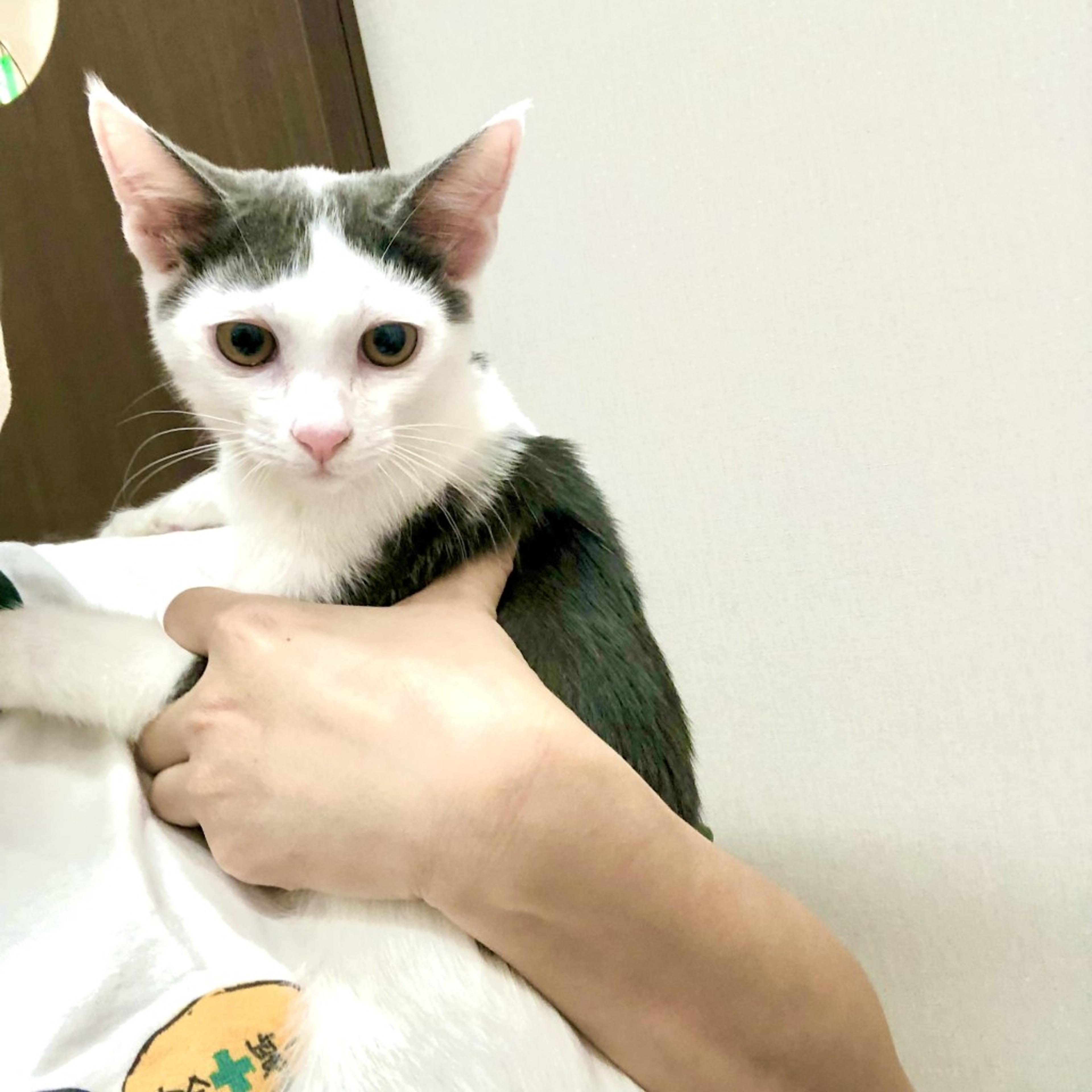 pet-image-2