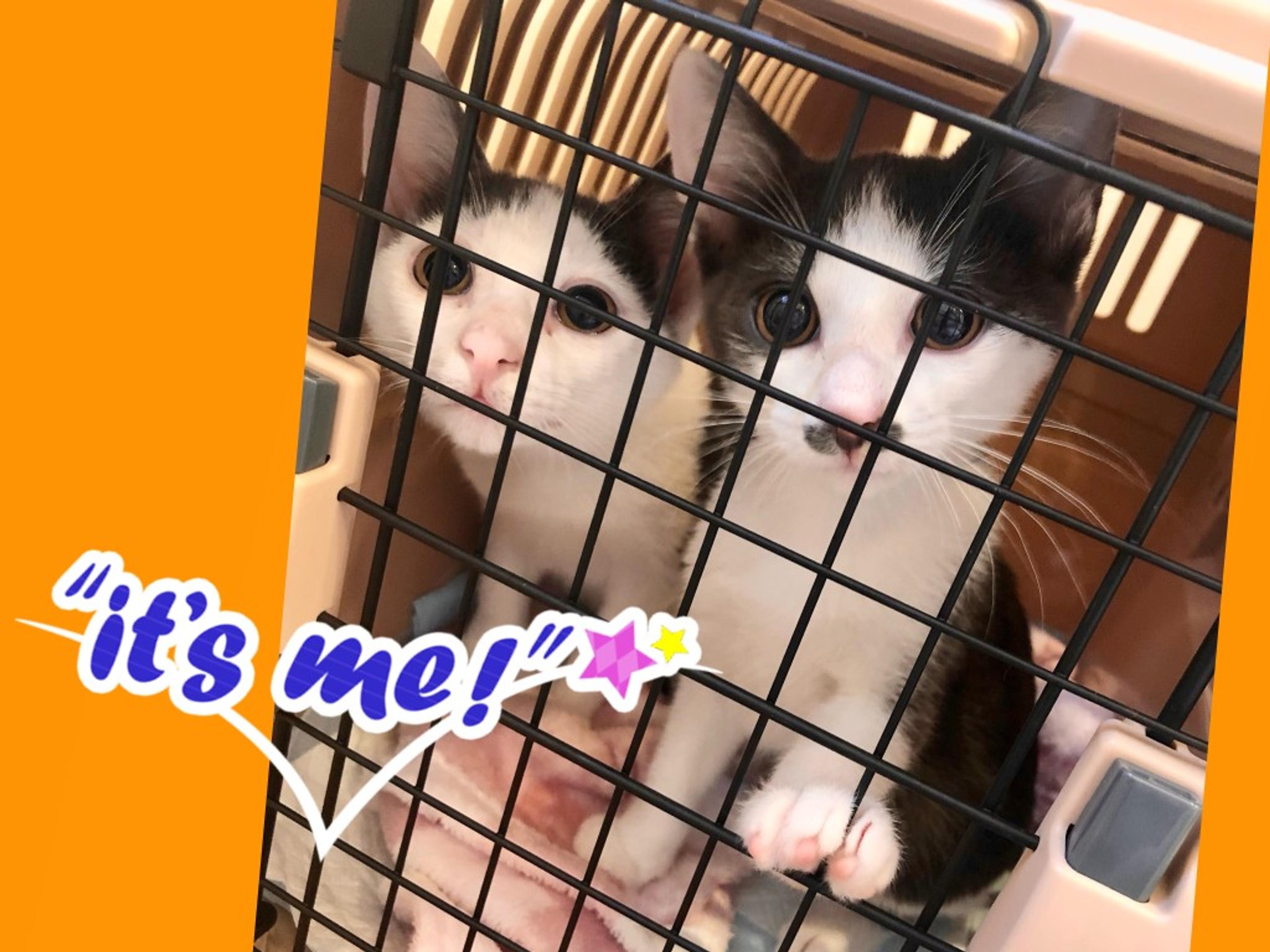 pet-image-7
