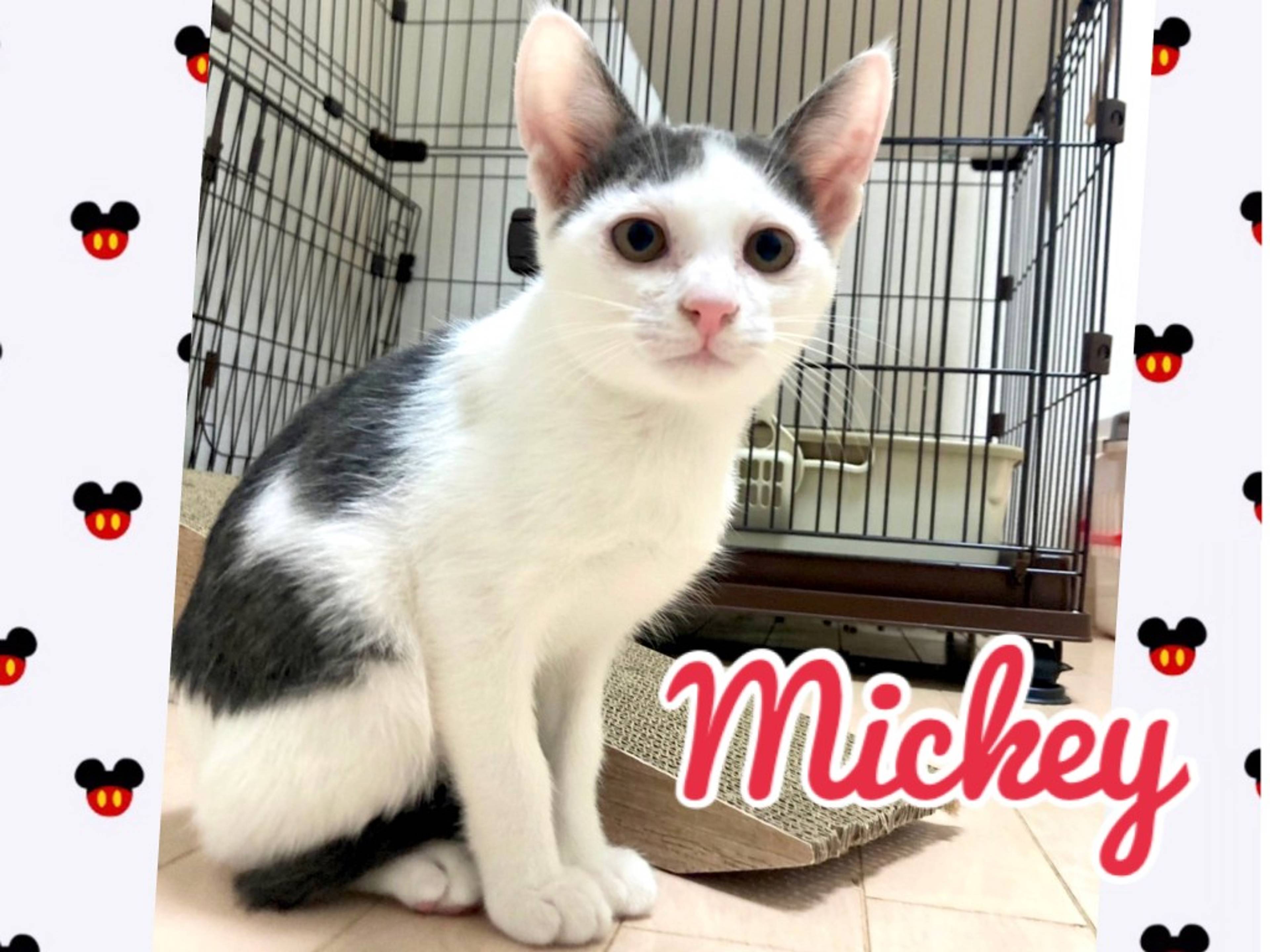 雑種（ミックス猫）・オスの里親募集の写真