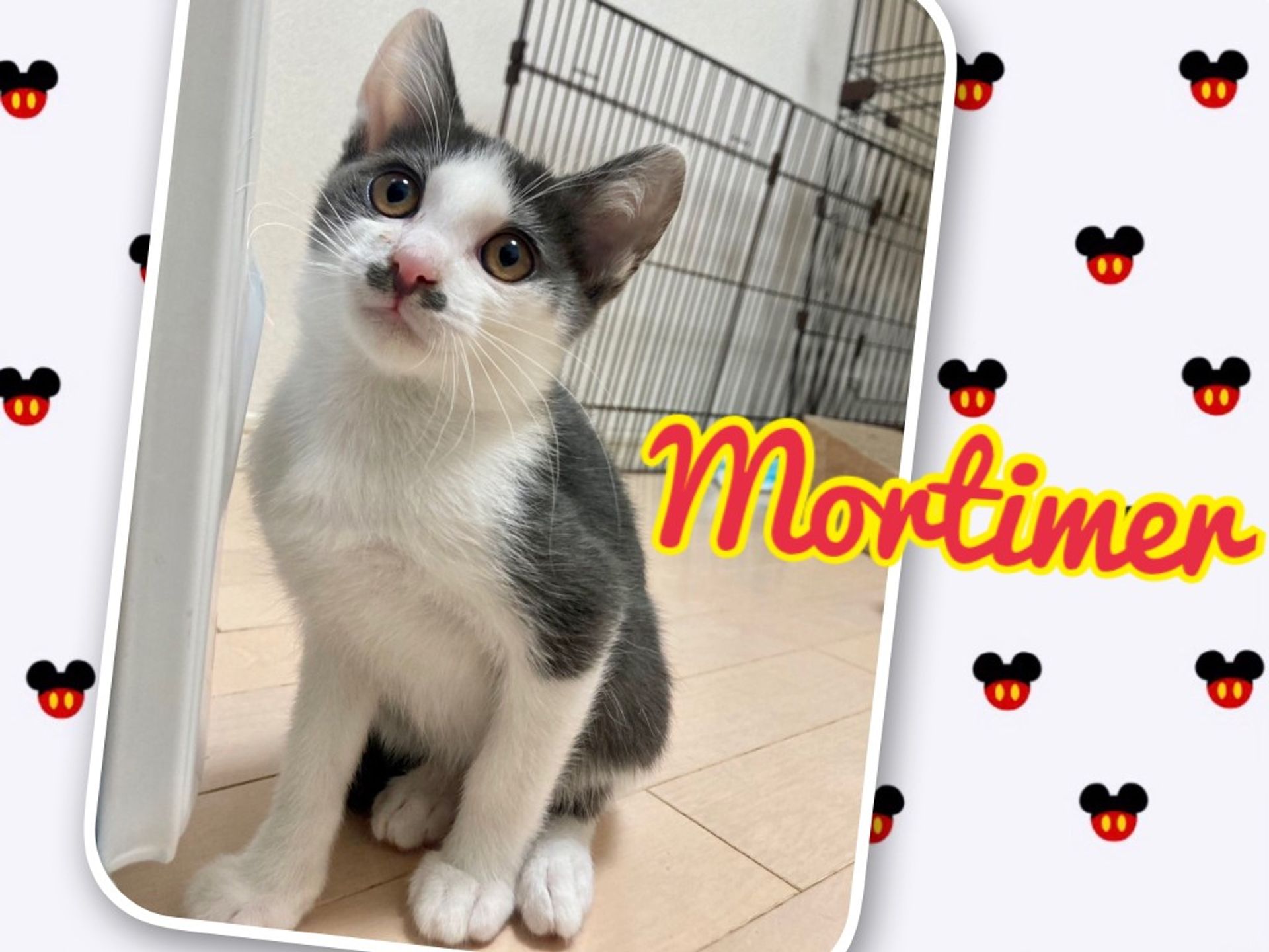雑種（ミックス猫）・オスの里親募集の写真