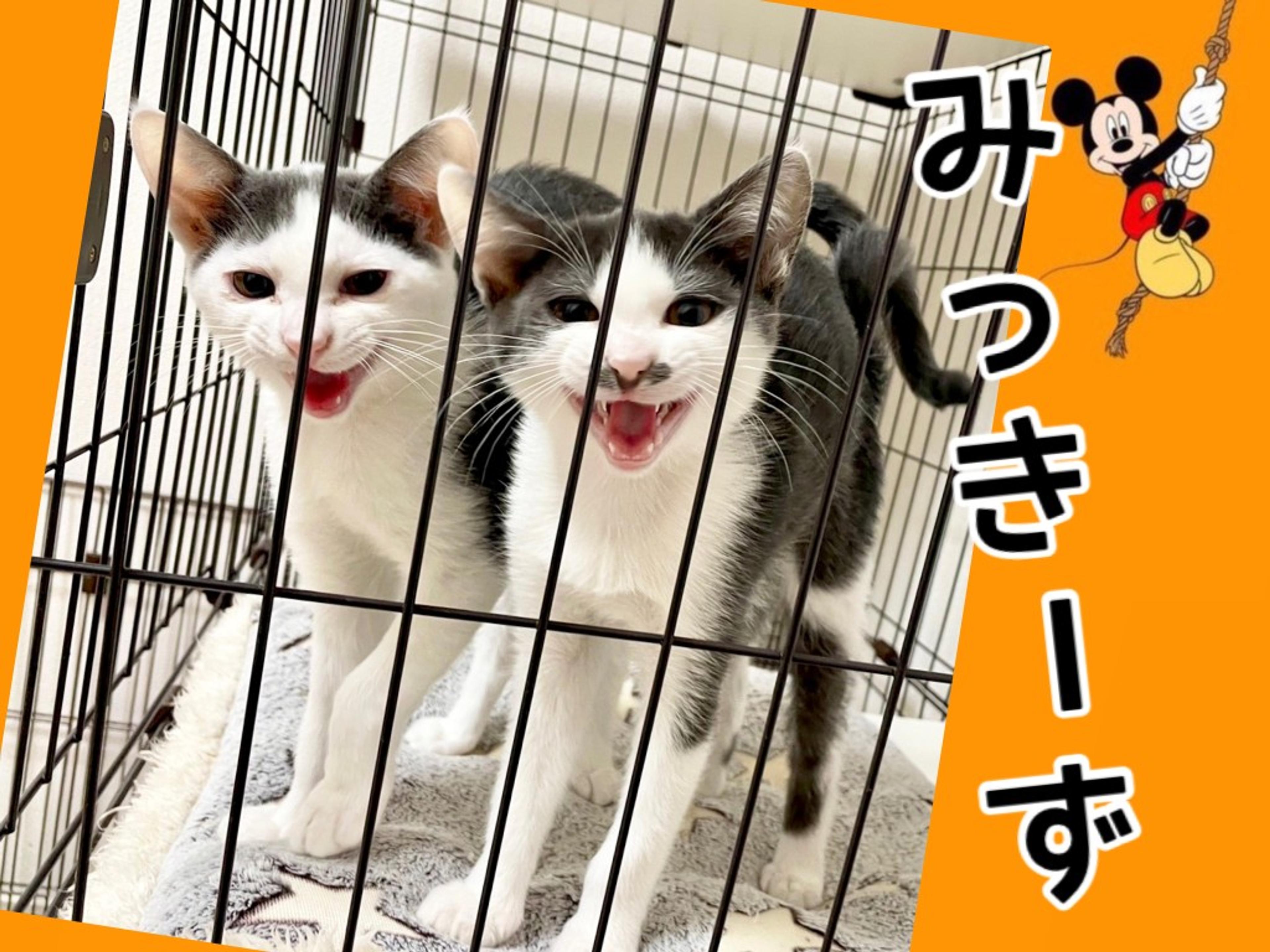 pet-image-3