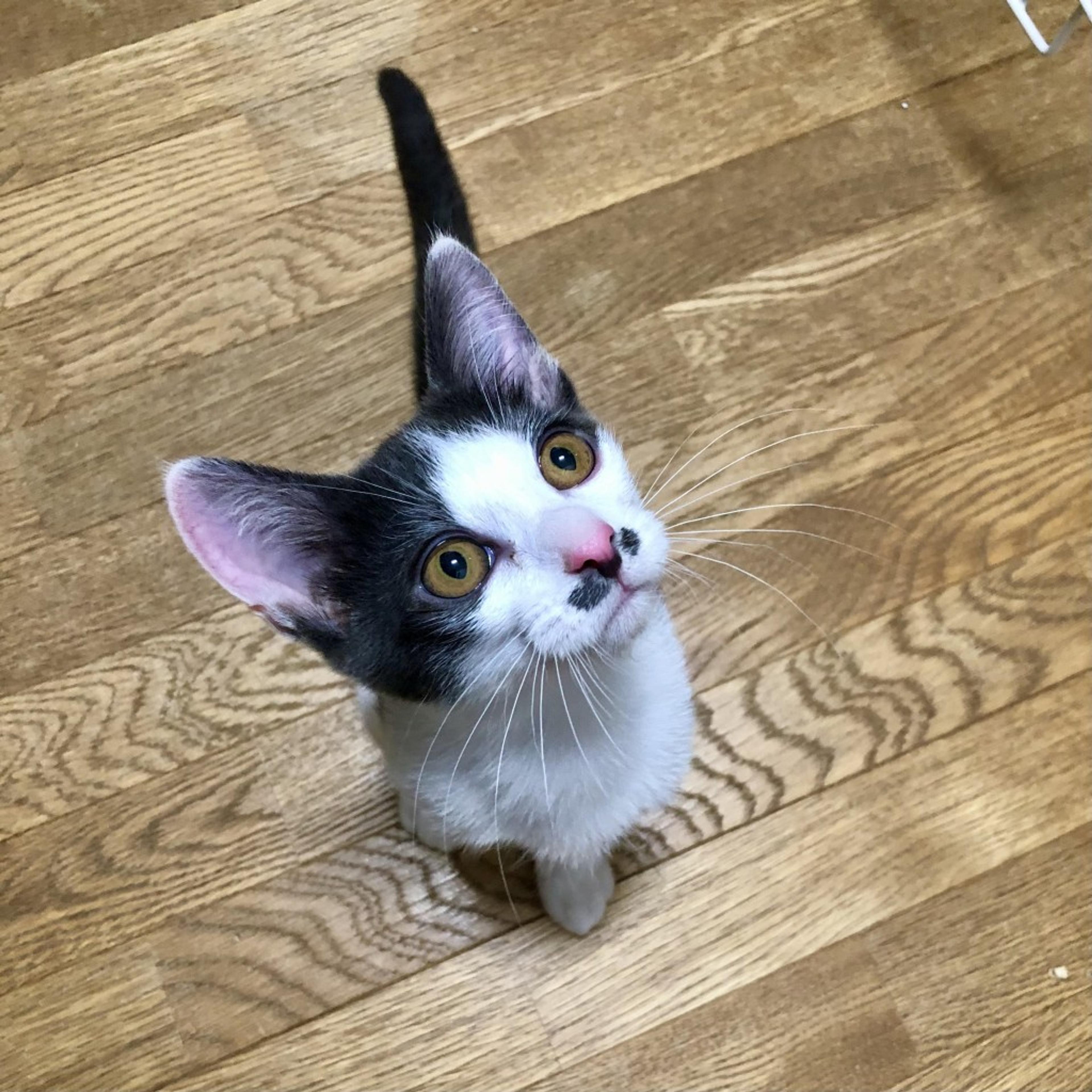 pet-image-5
