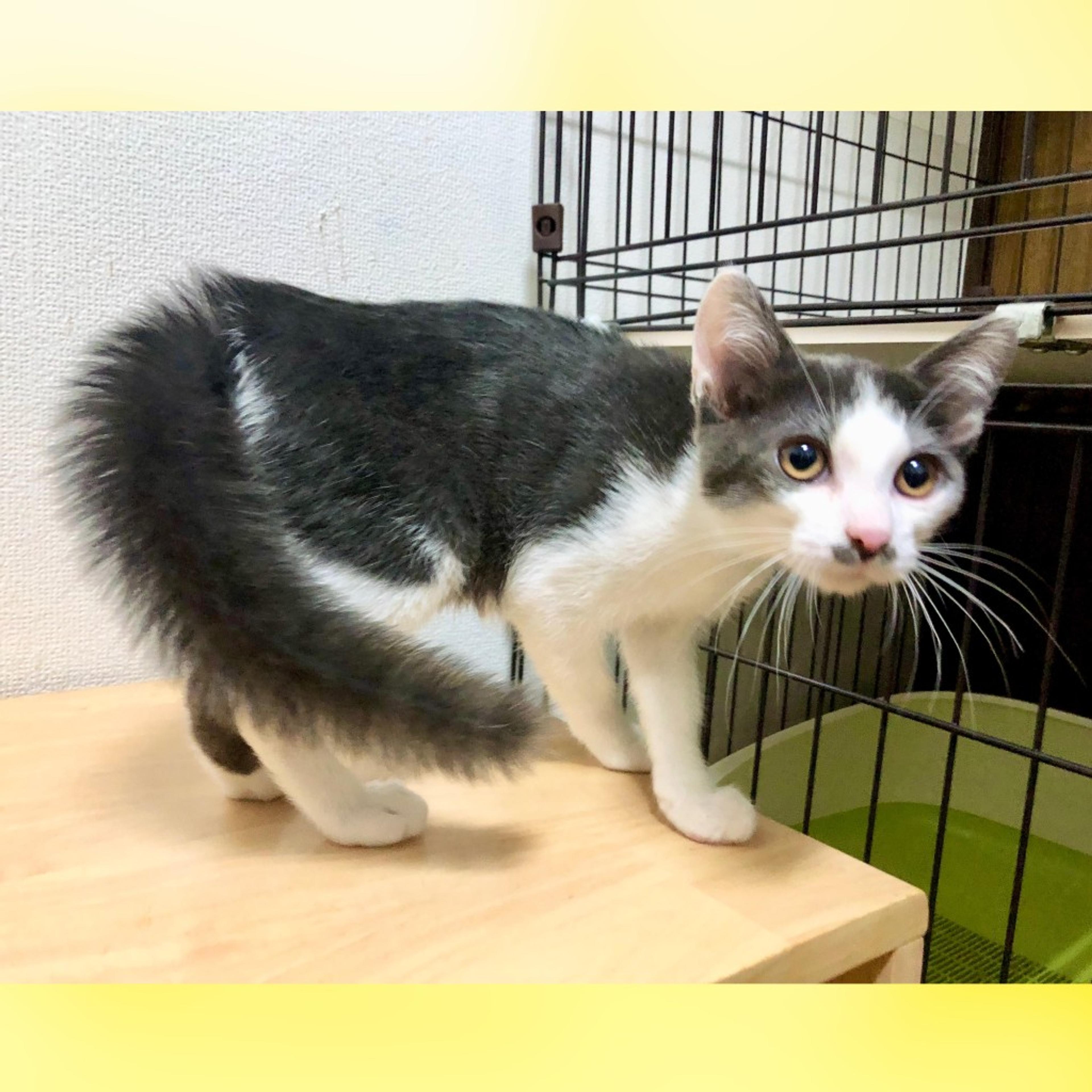 pet-image-6