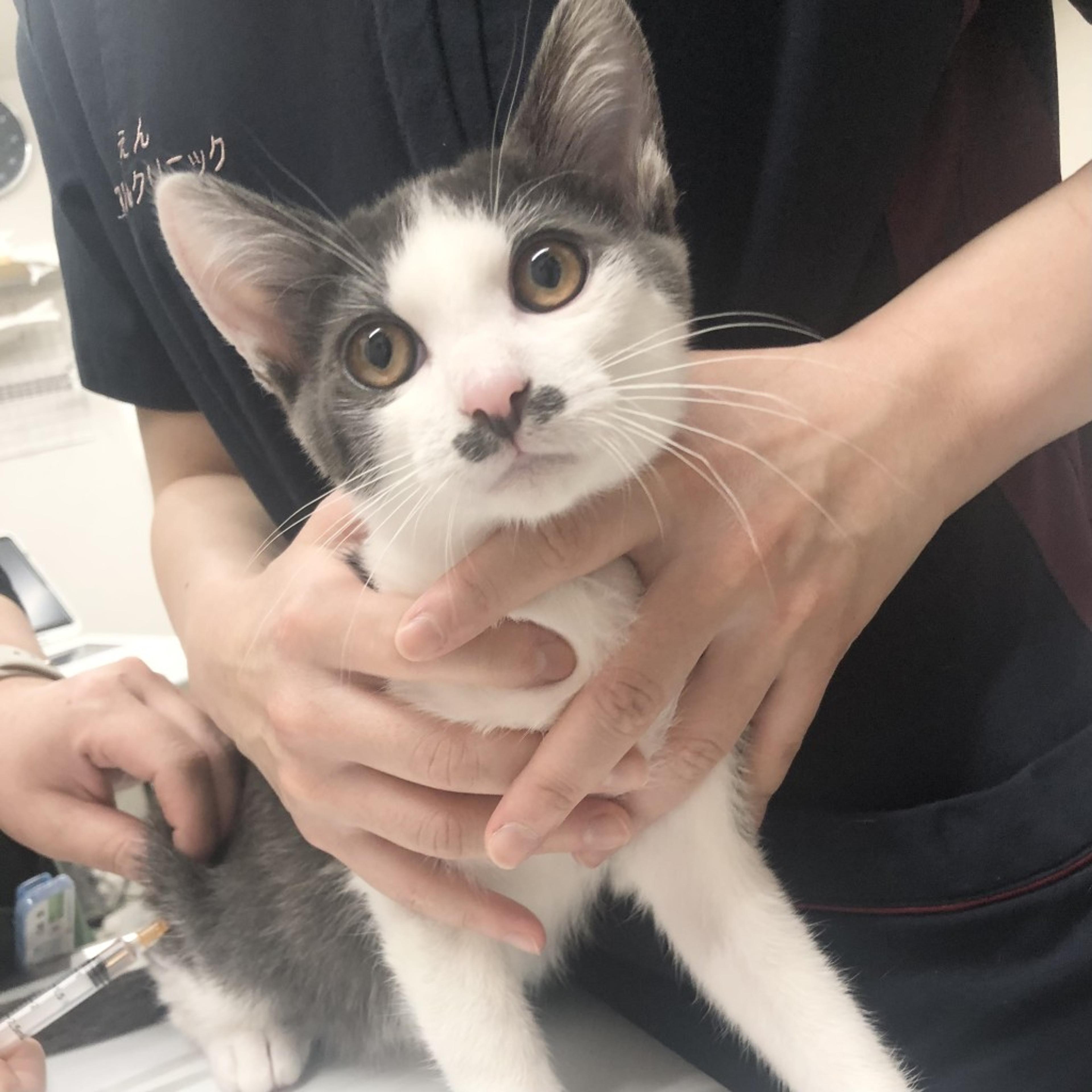 pet-image-2