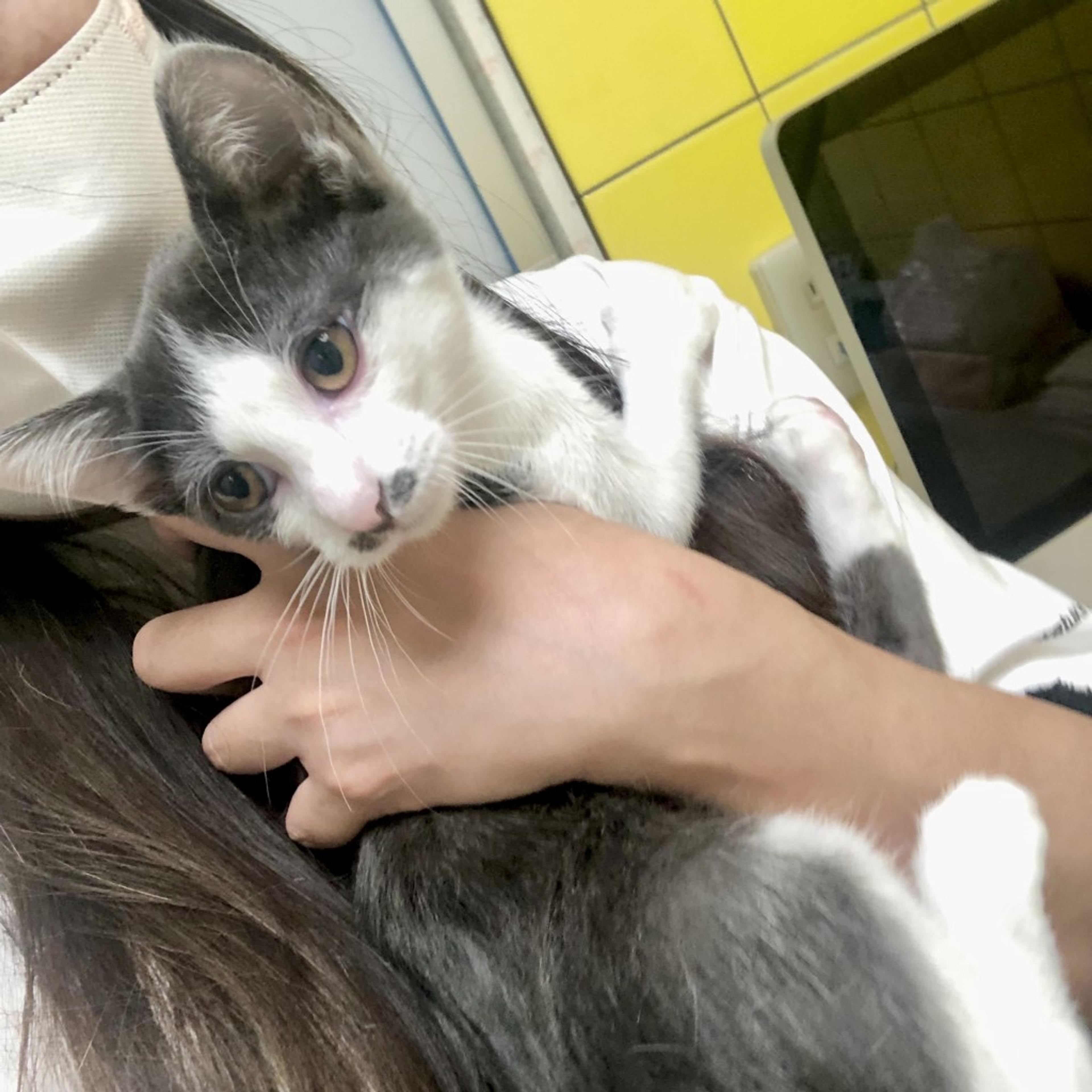pet-image-4
