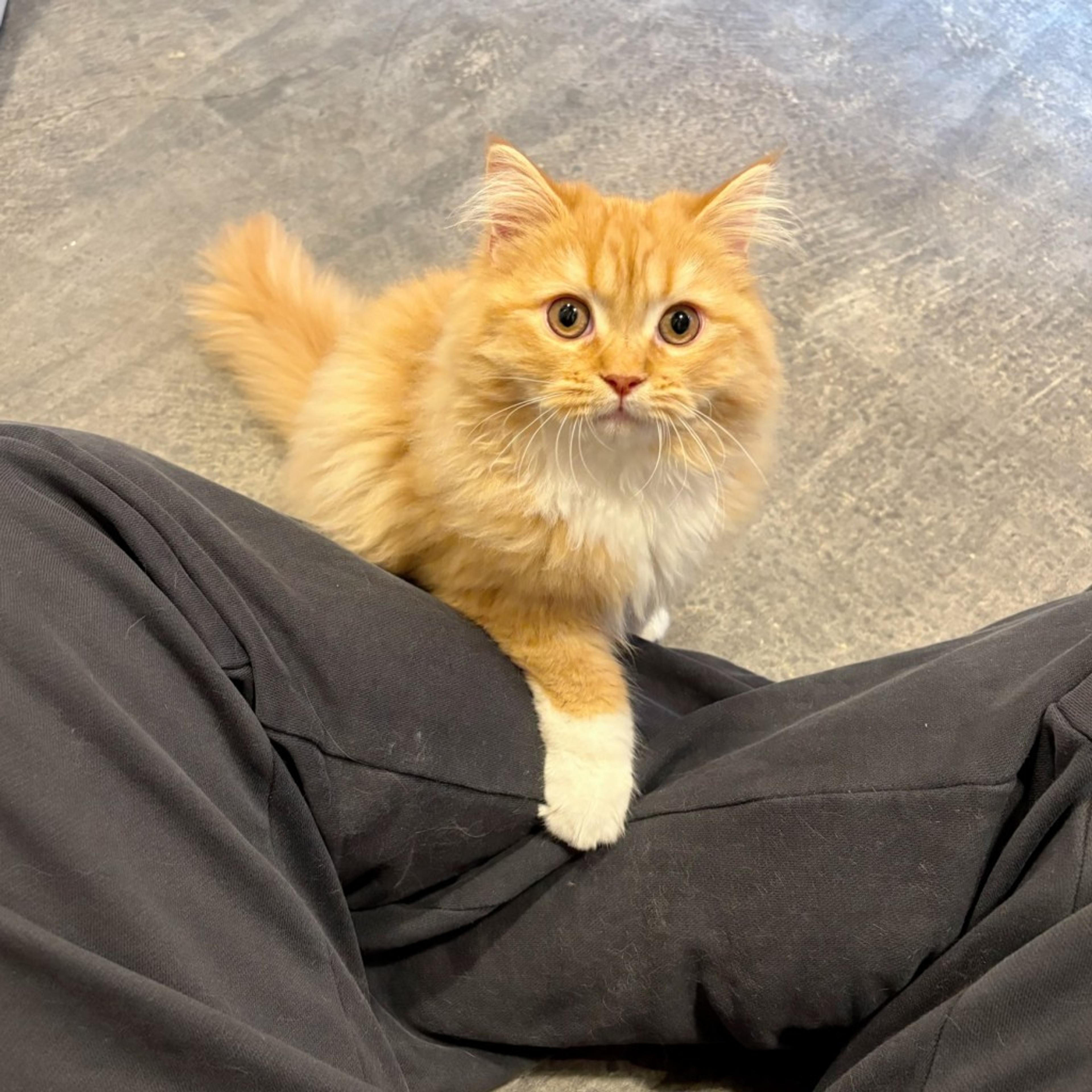 pet-image-5