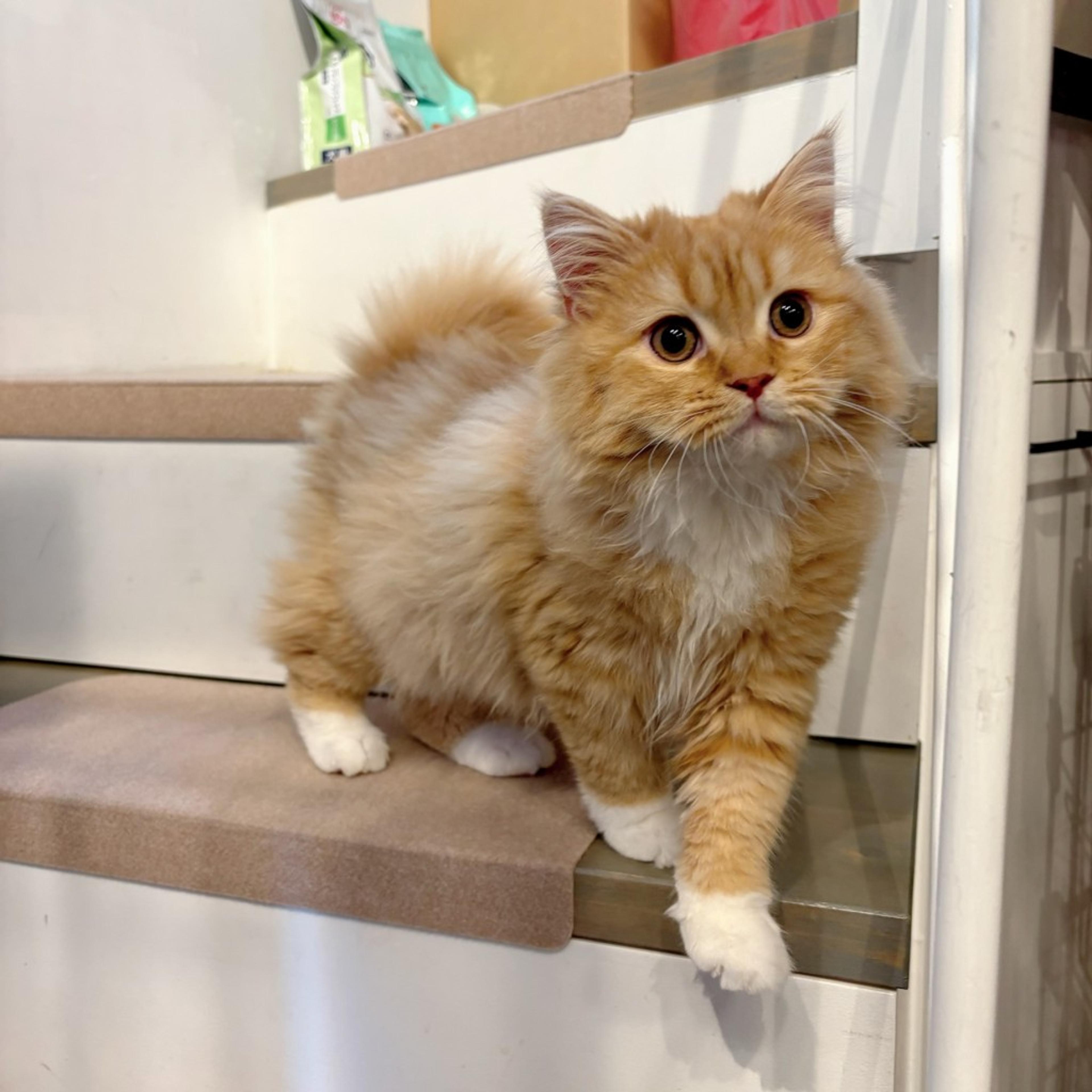 pet-image-6