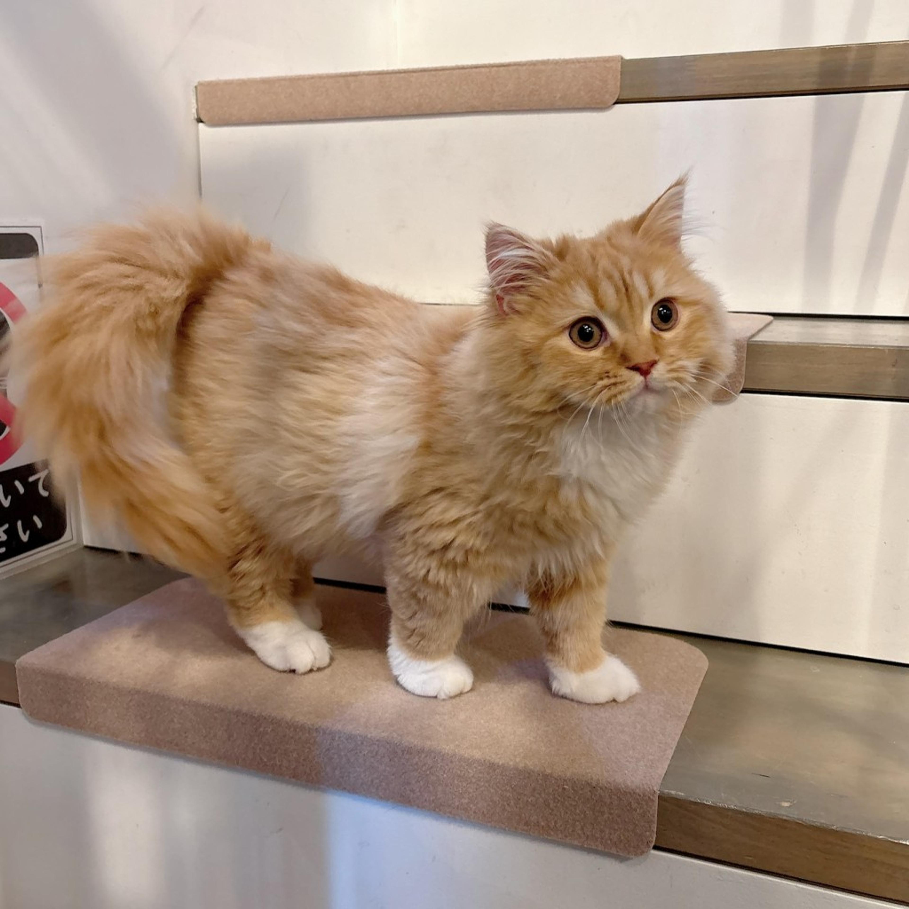 pet-image-7