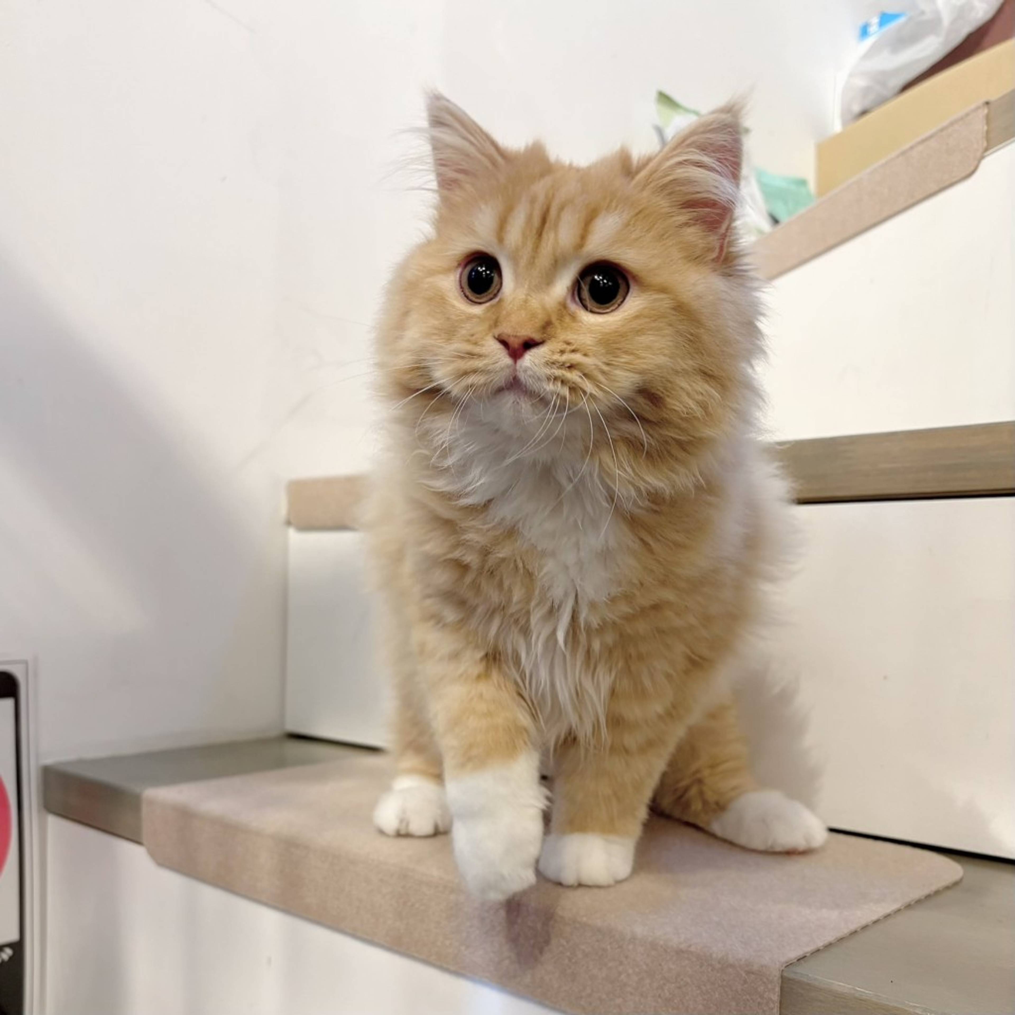 マンチカン・オスの里親募集の写真