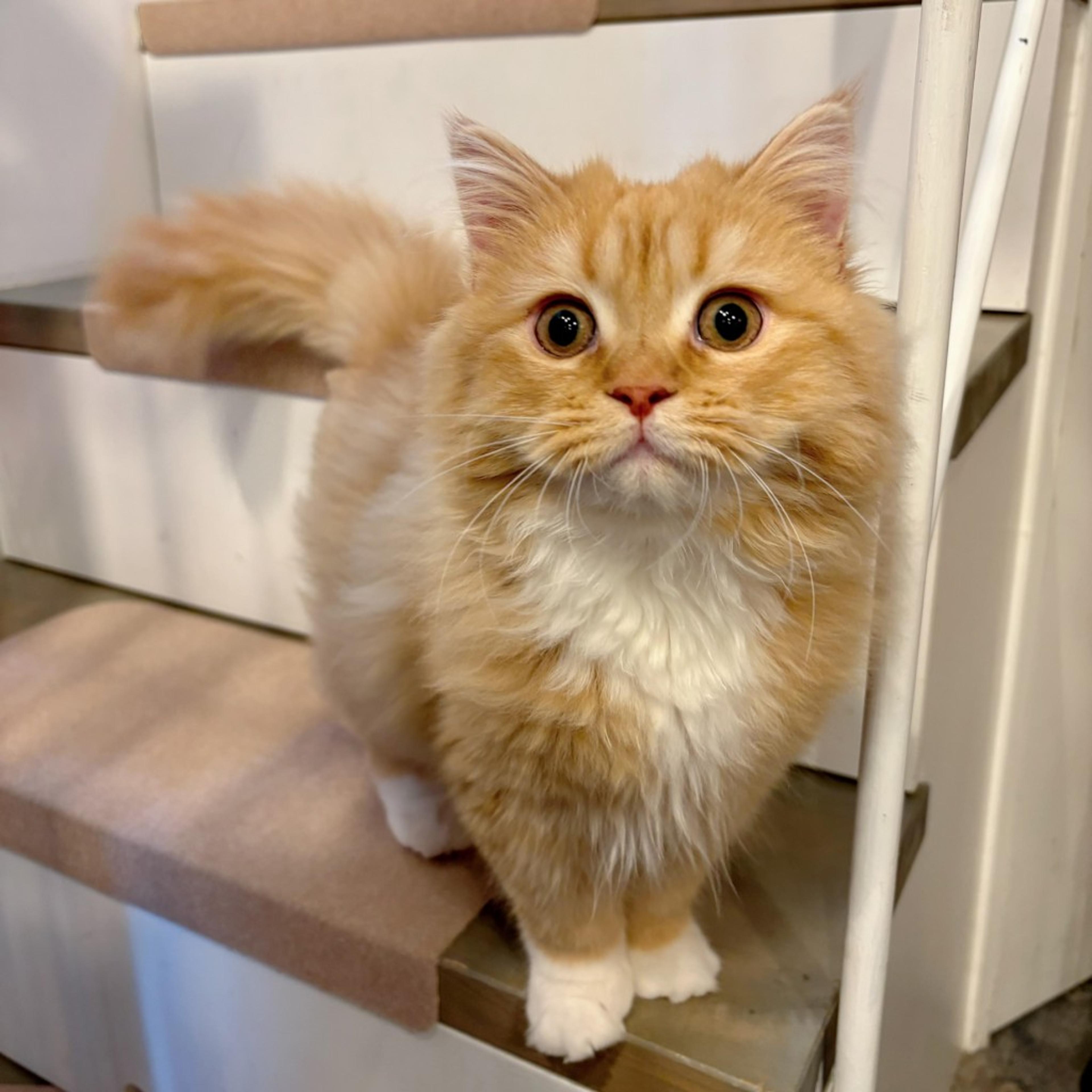 pet-image-8