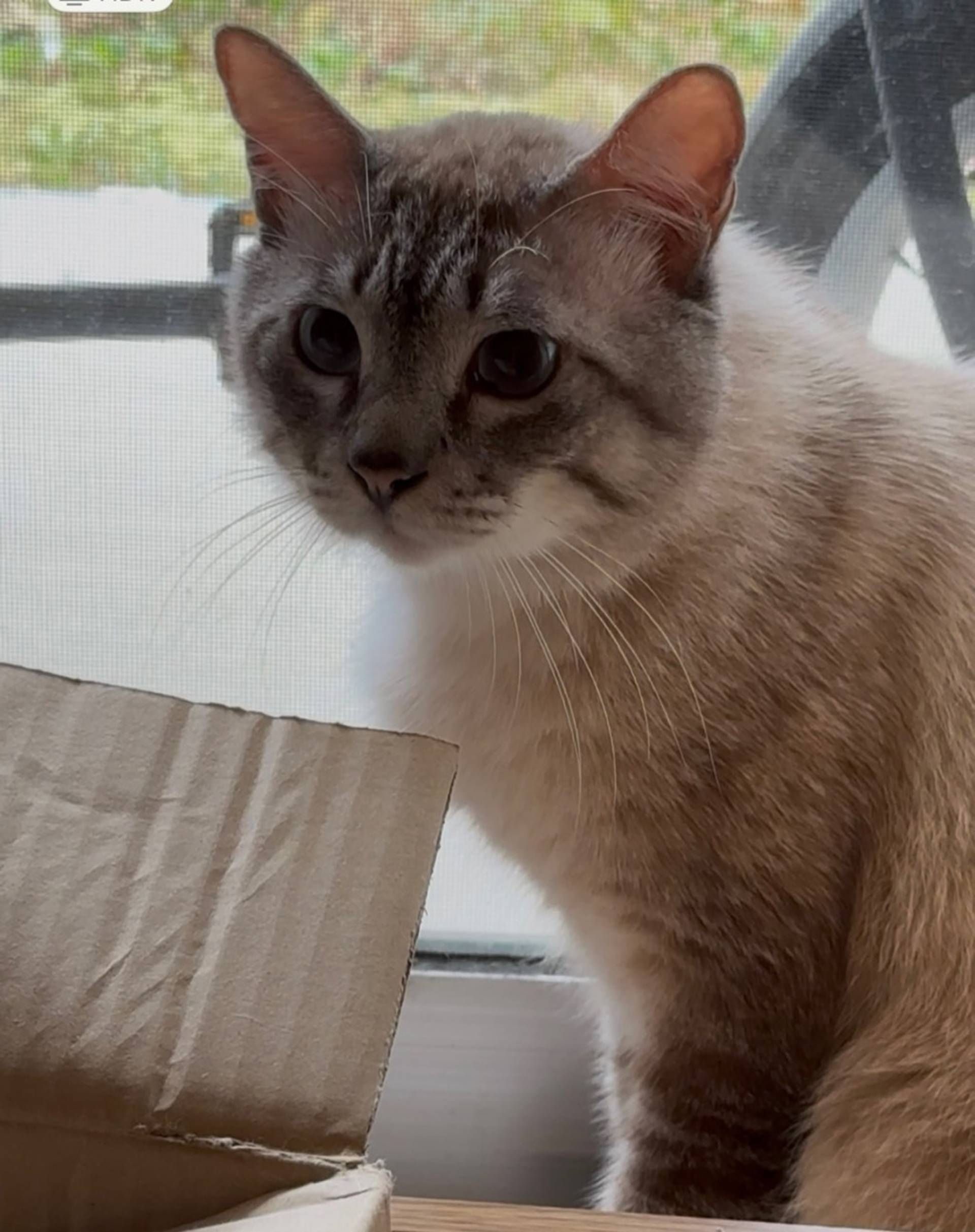 雑種（ミックス猫）・オスの里親募集の写真