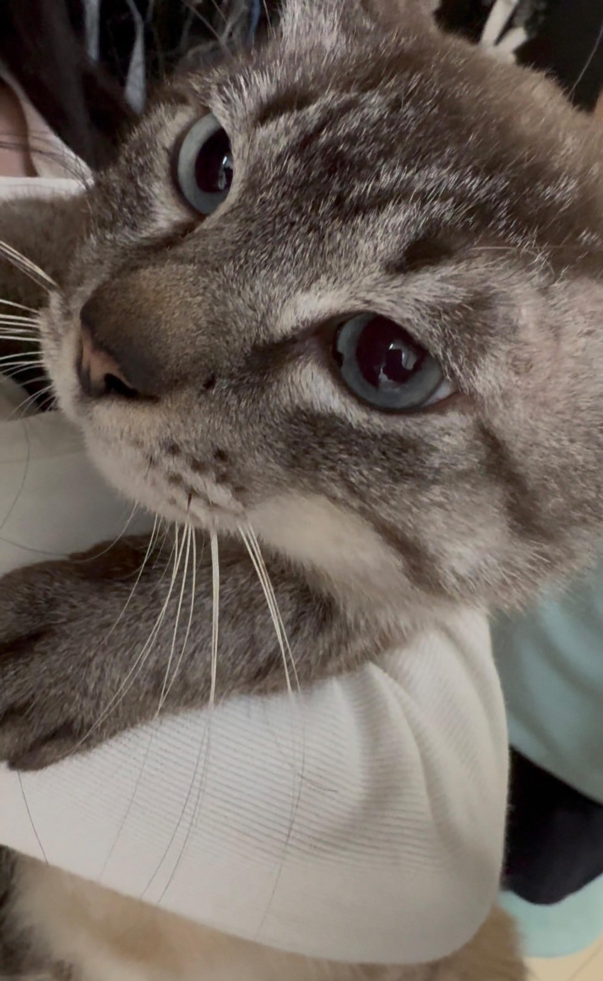 pet-image-2
