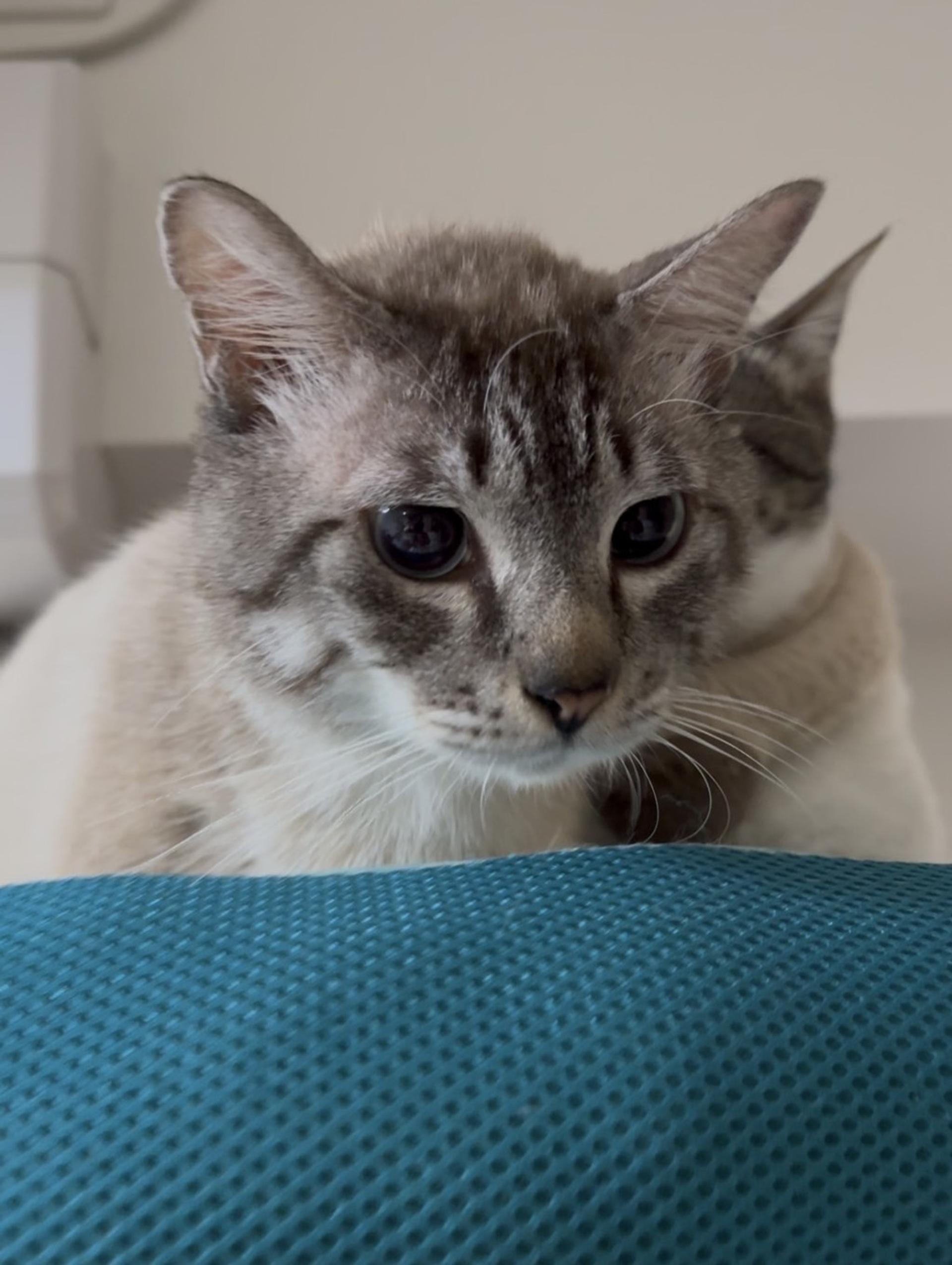 pet-image-4