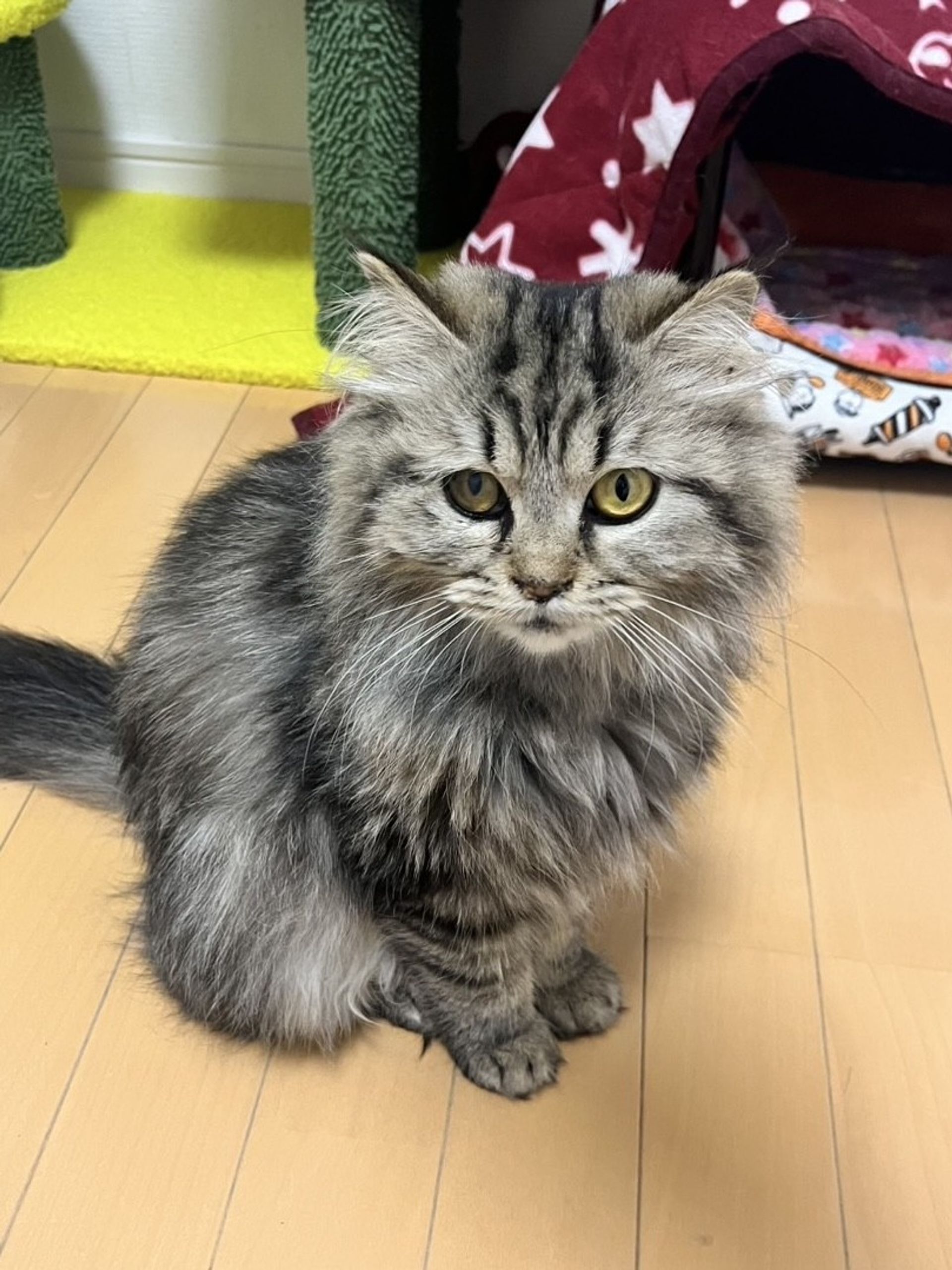 雑種（ミックス猫）・メスの里親募集の写真