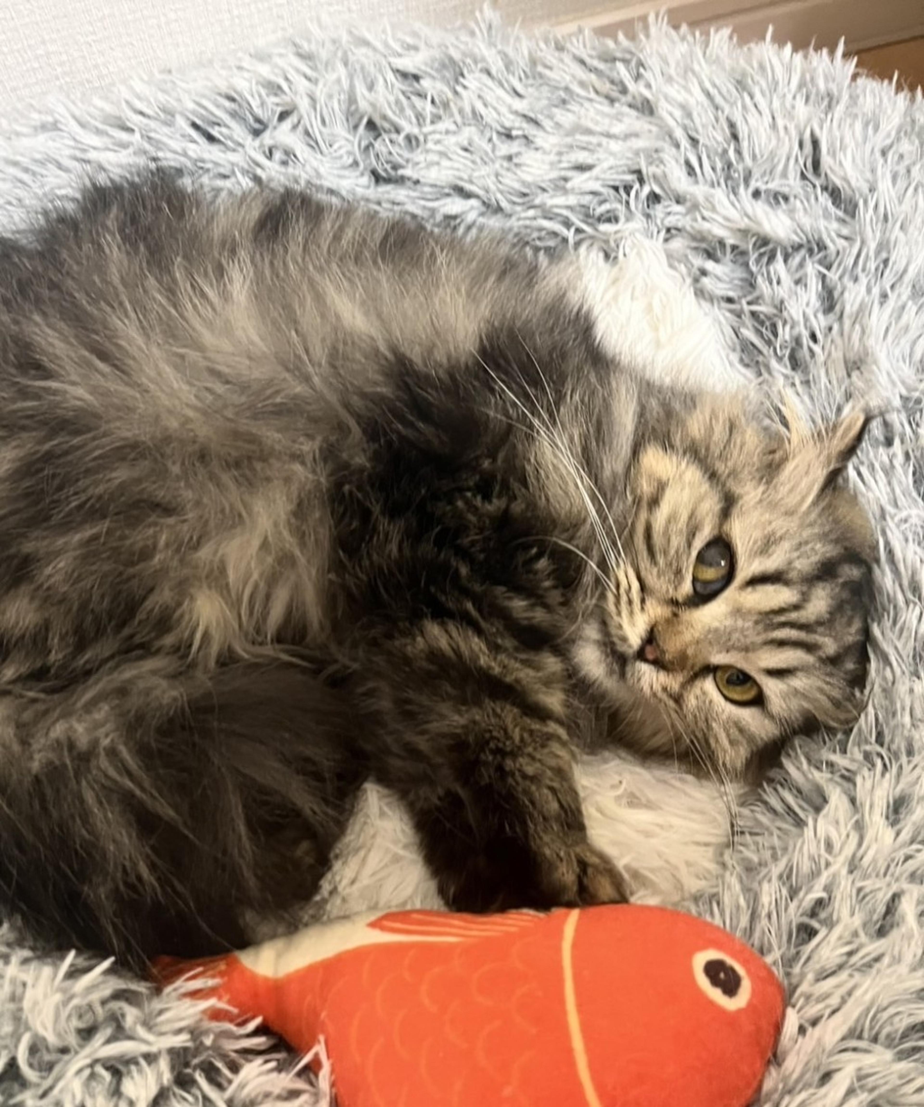 pet-image-2