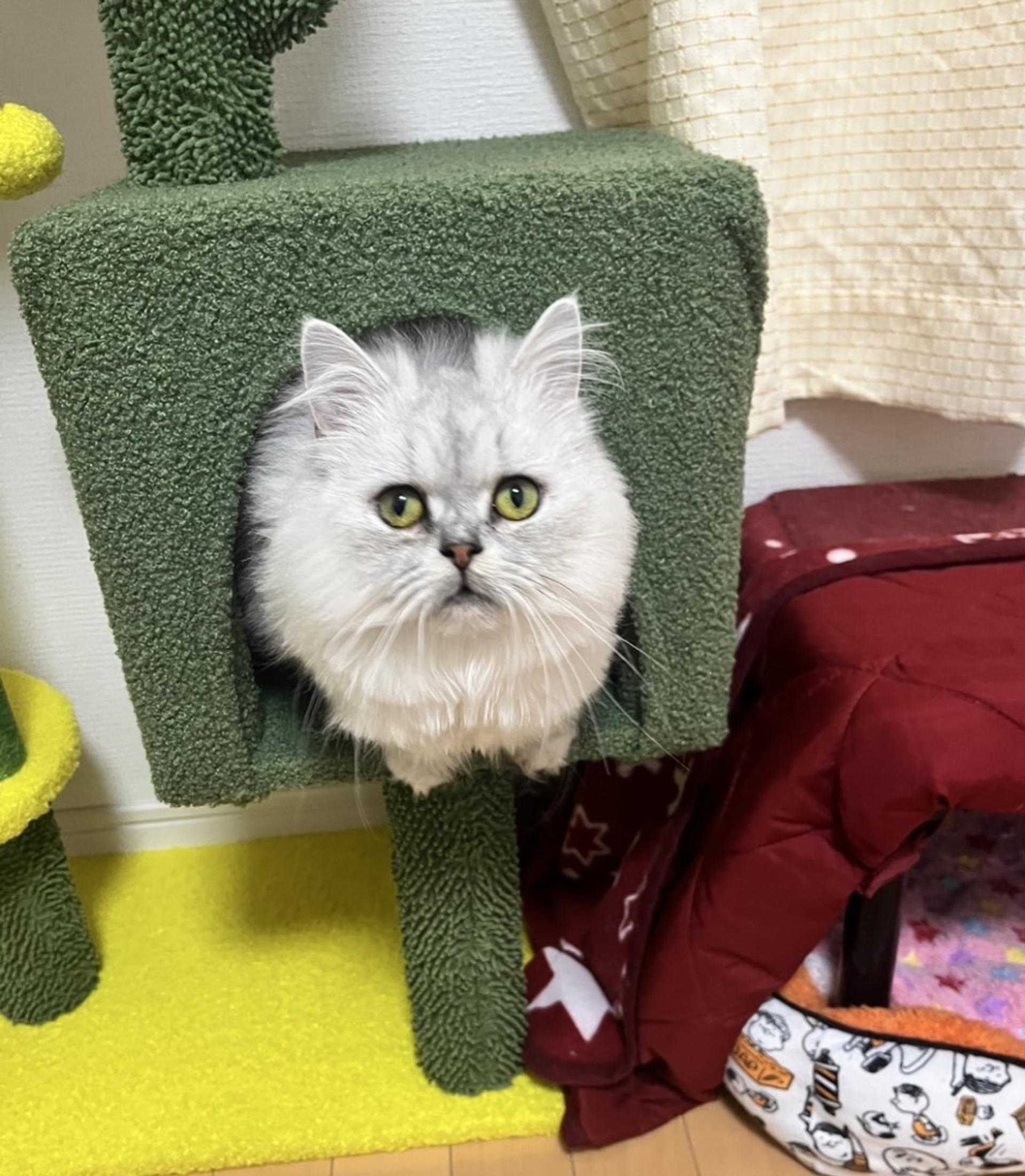 pet-image-3