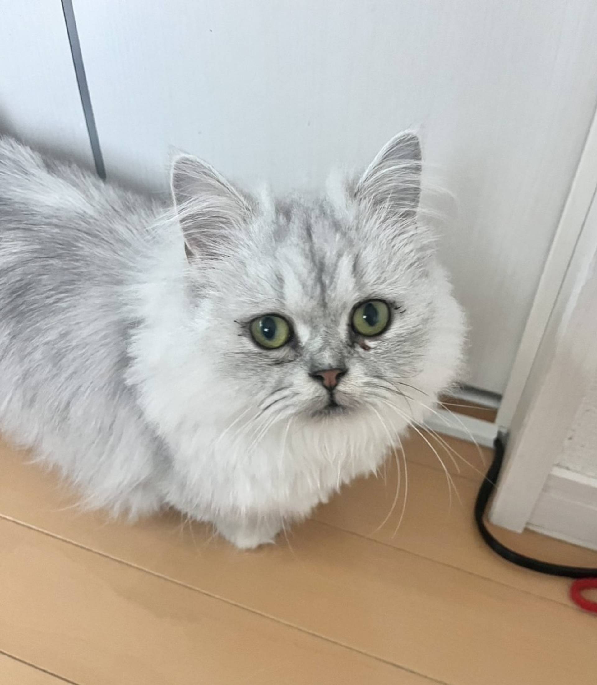 マンチカン・メスの里親募集の写真