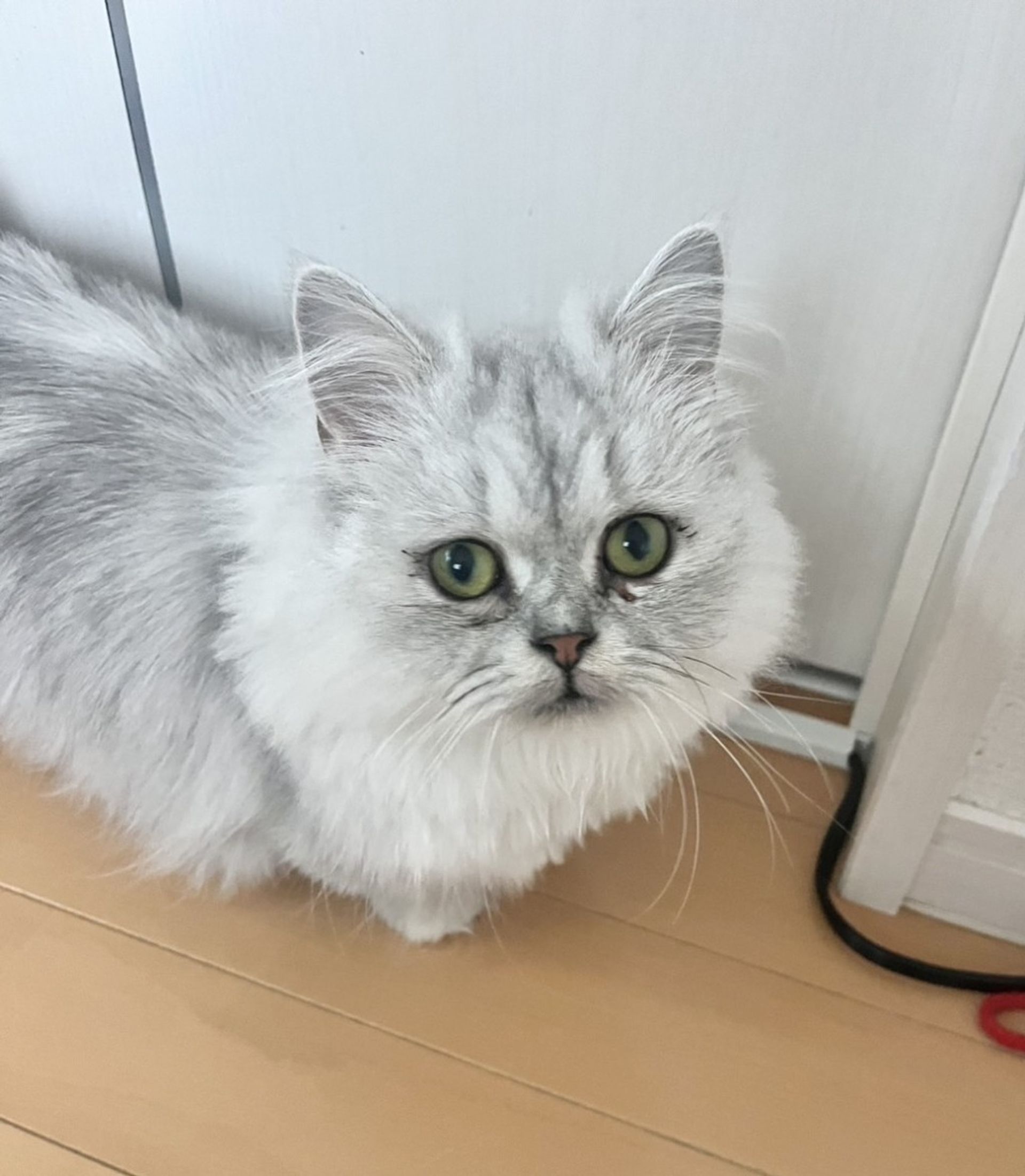 マンチカン・メスの里親募集の写真