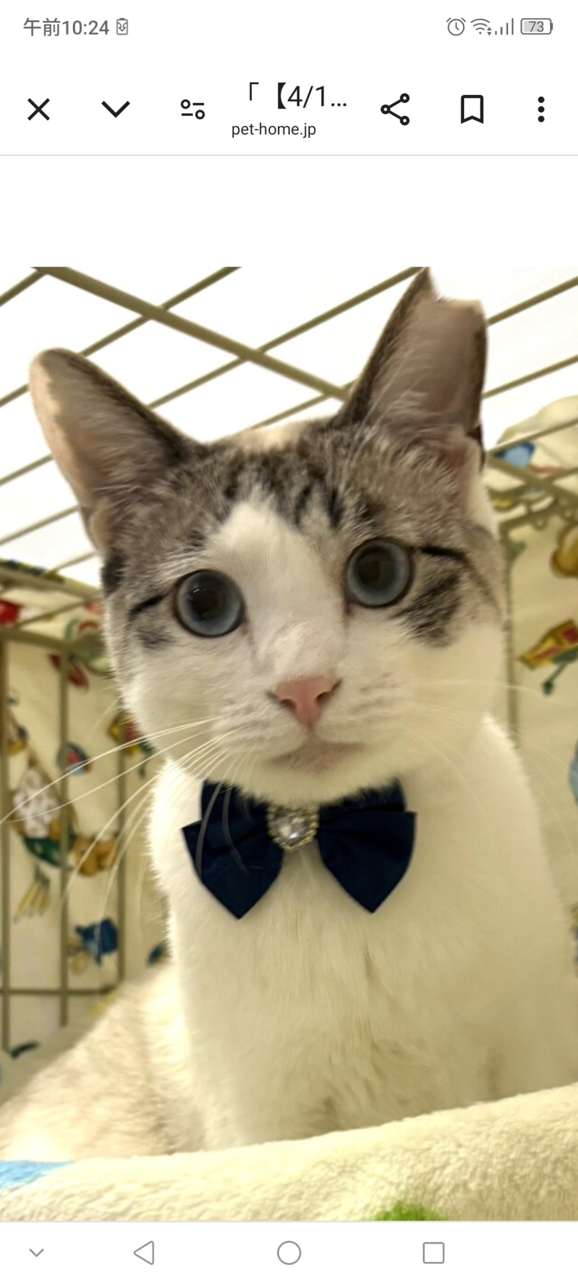 pet-image-2
