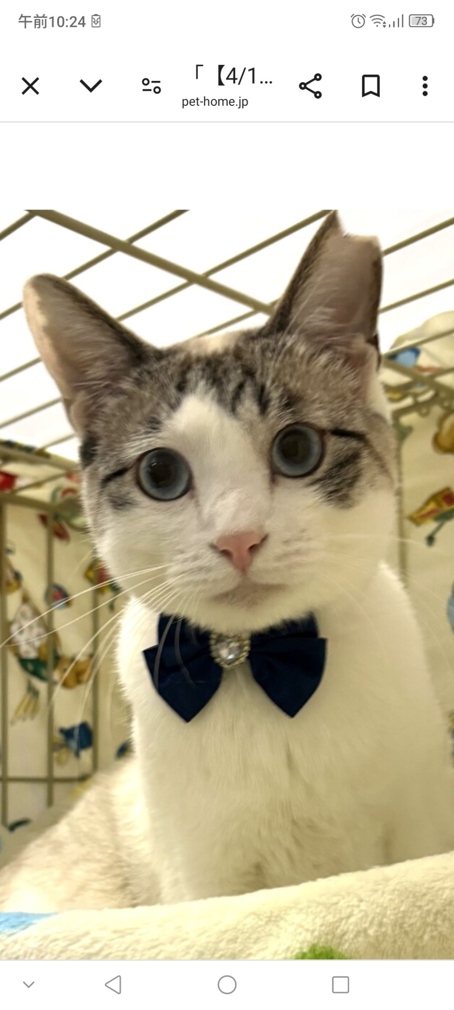 雑種（ミックス猫）・オスの里親募集の写真