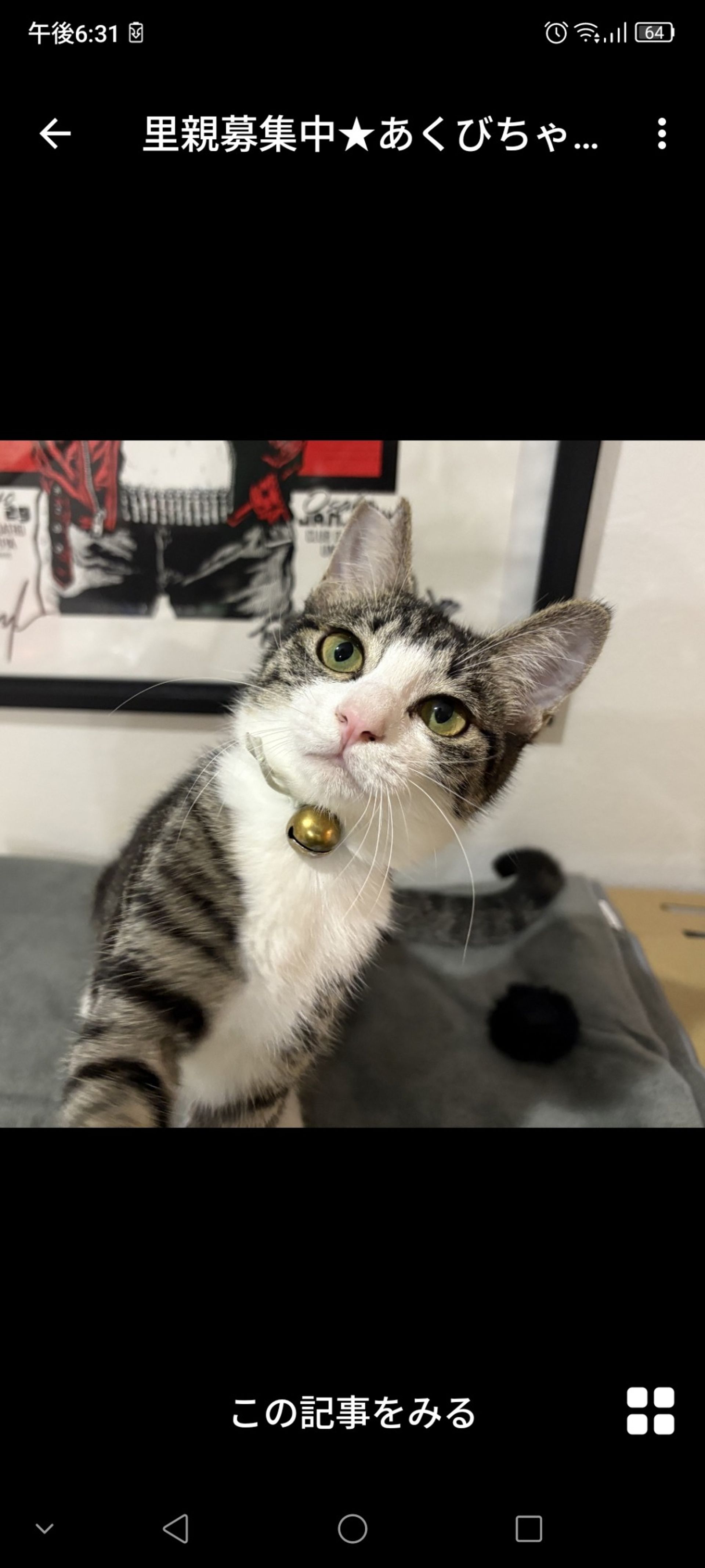 雑種（ミックス猫）・メスの里親募集の写真