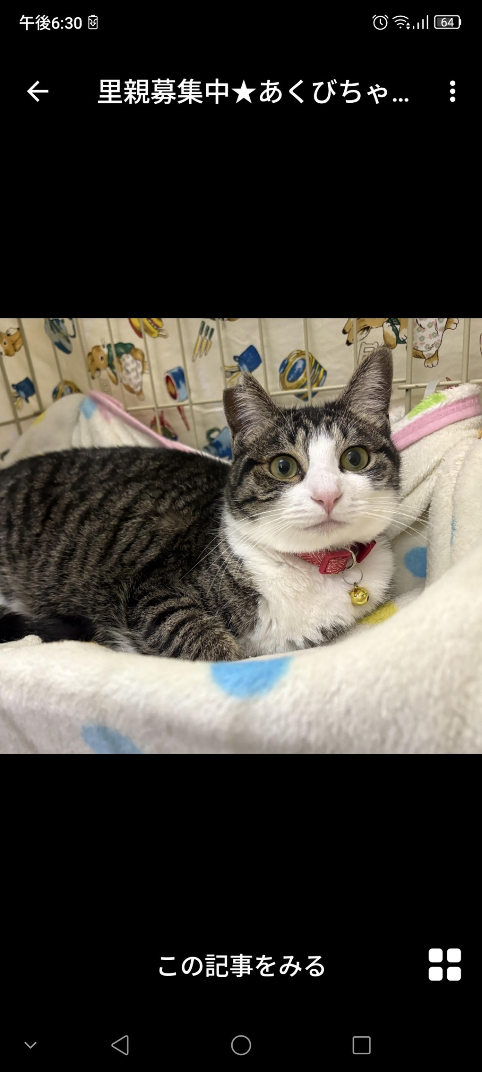 pet-image-2