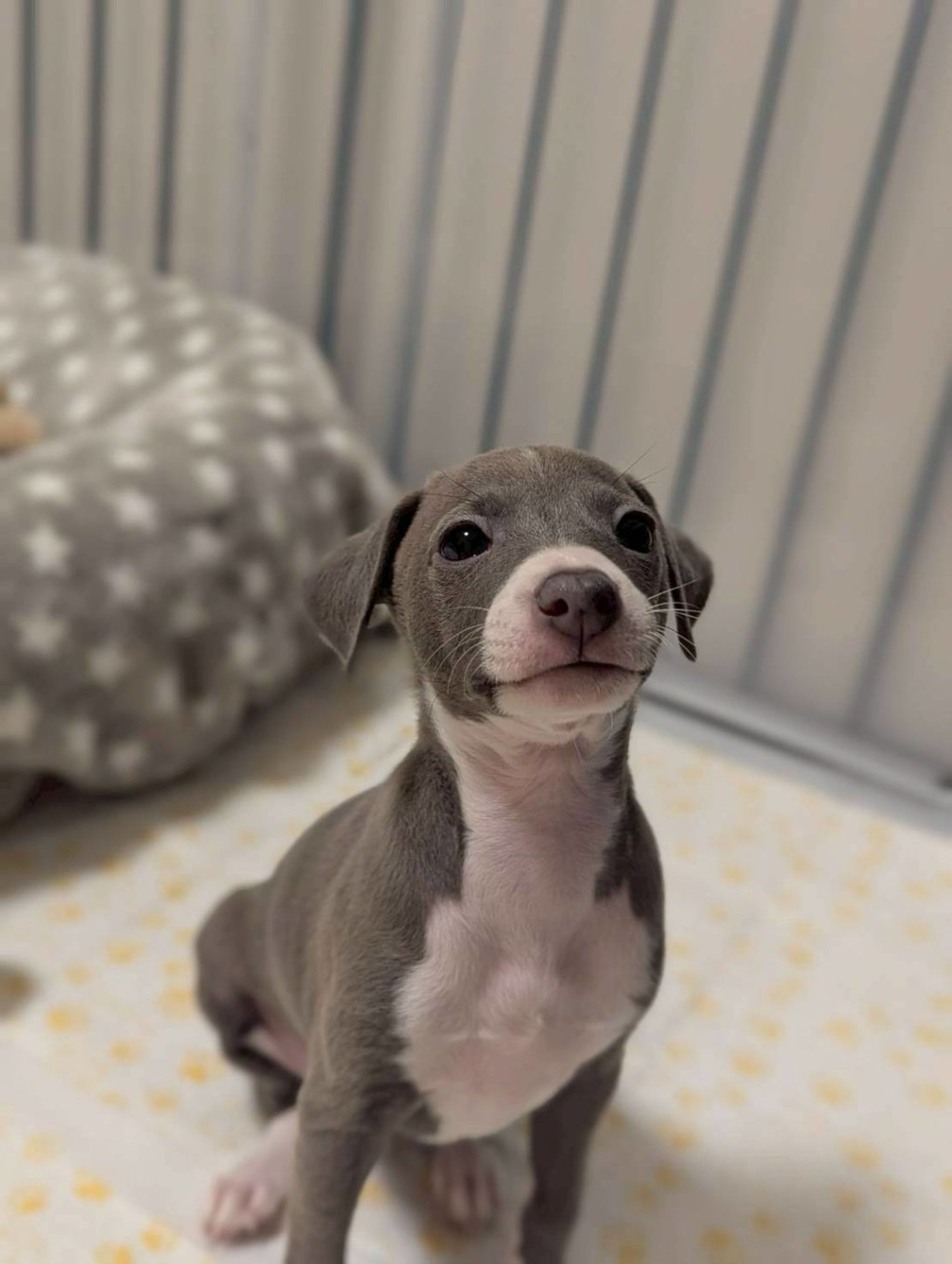 pet-image-2