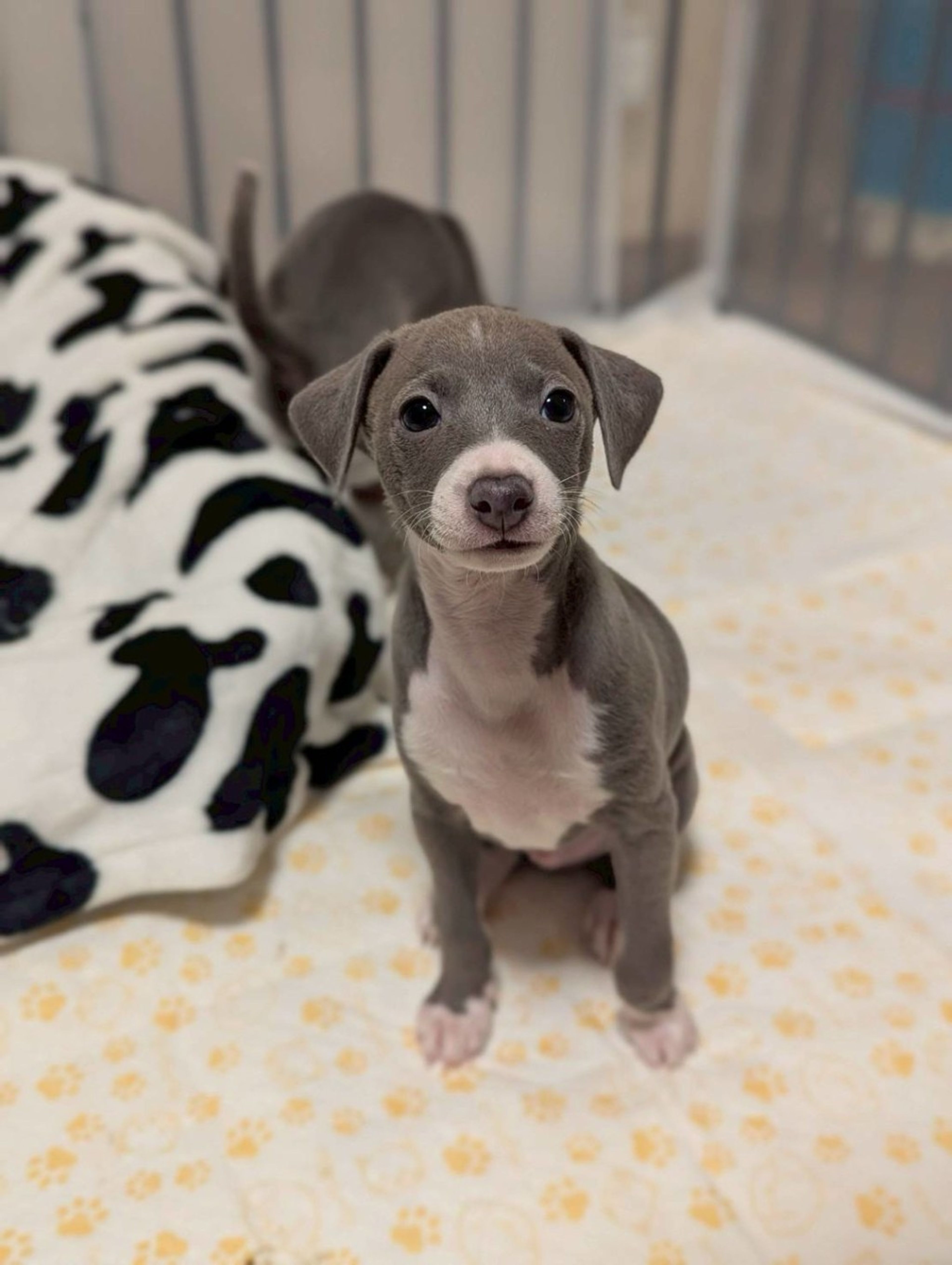 雑種（ミックス犬）・オスの里親募集の写真