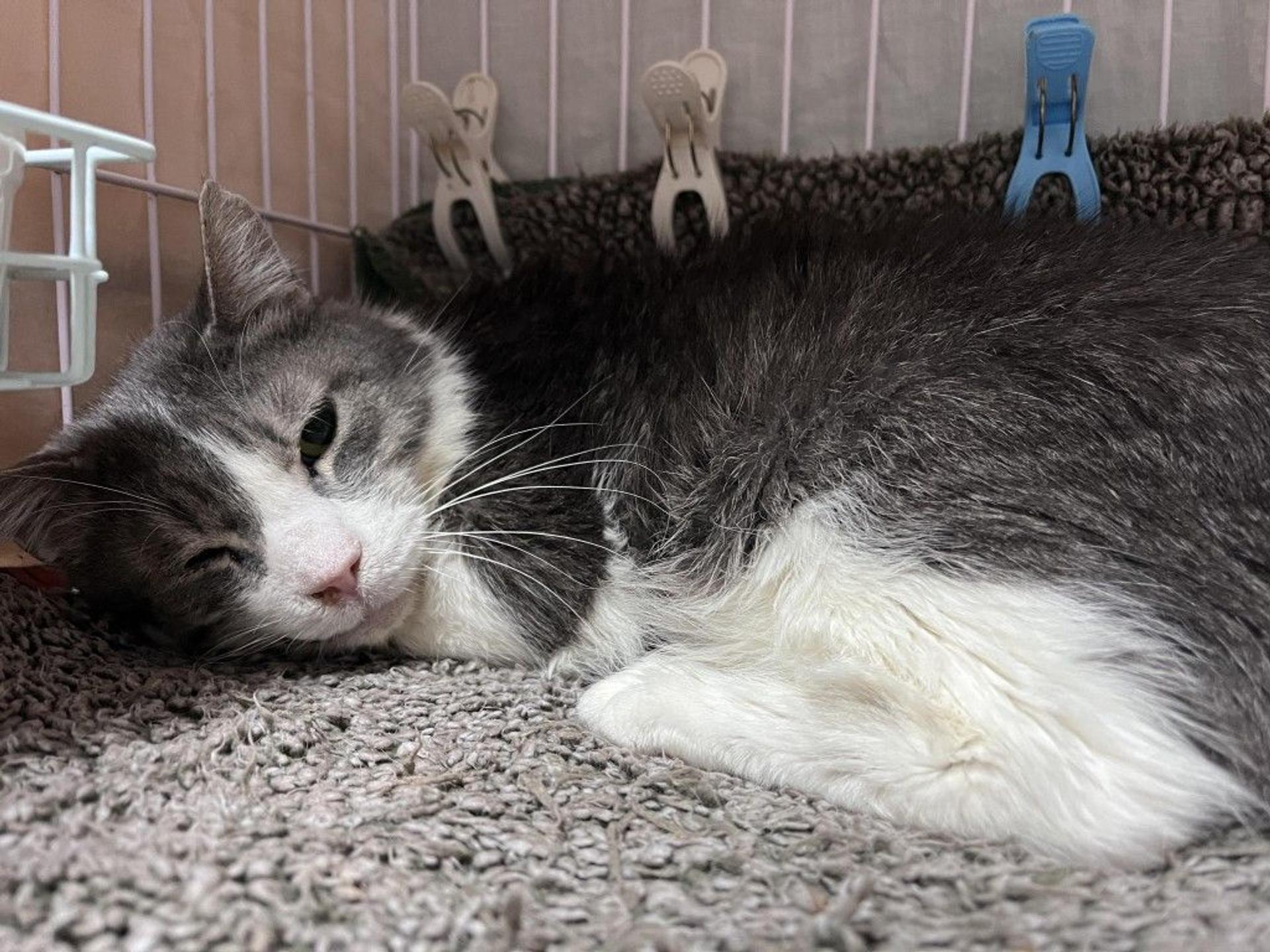 pet-image-2