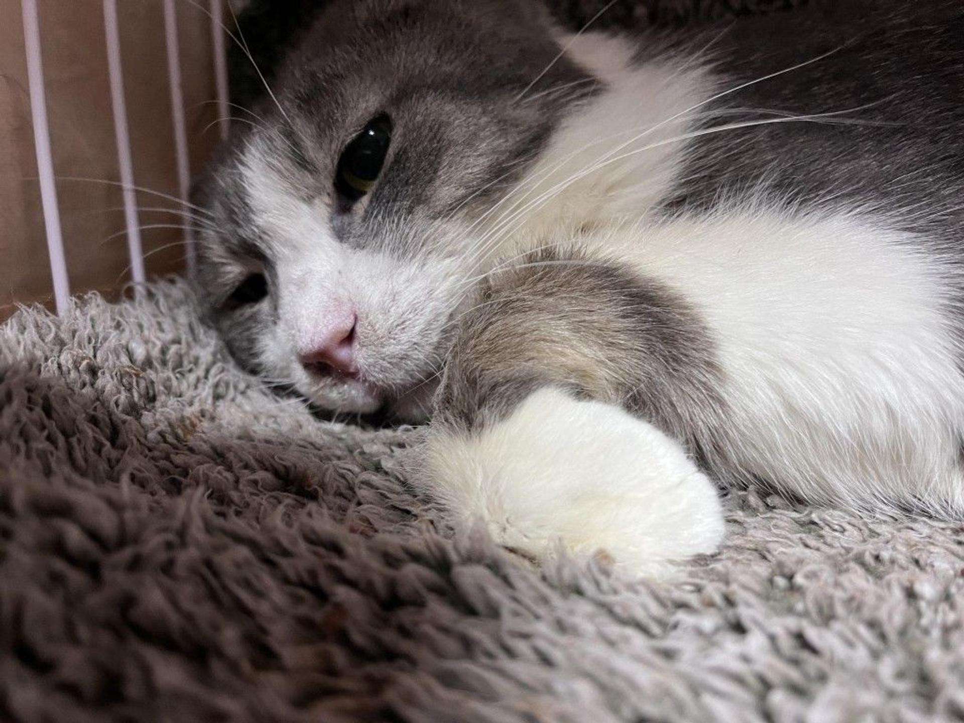 pet-image-6