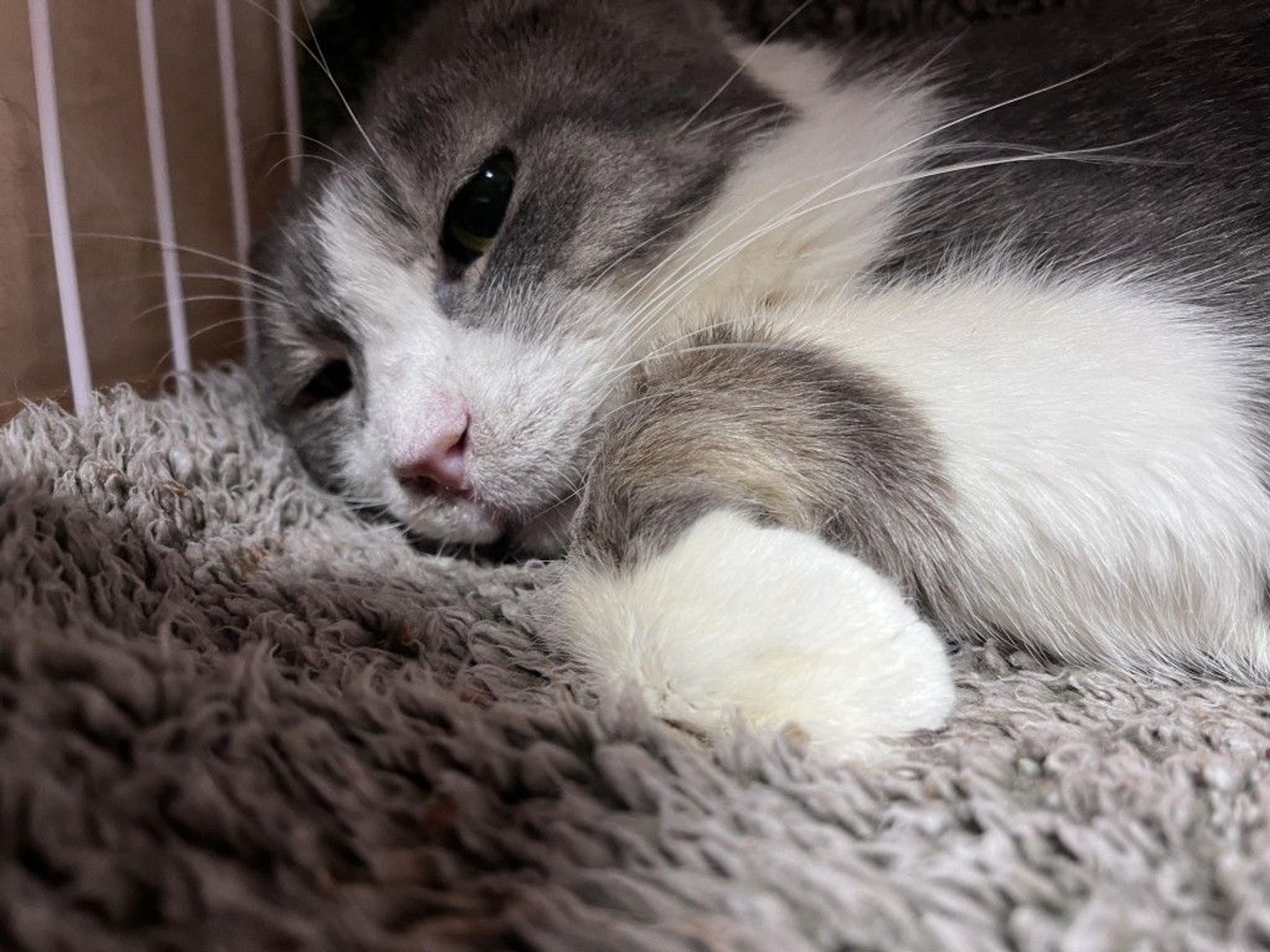 pet-image-6