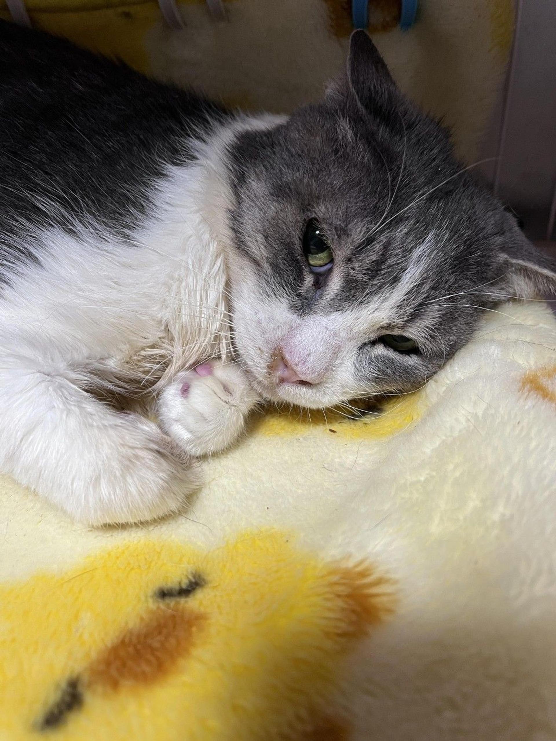 pet-image-8