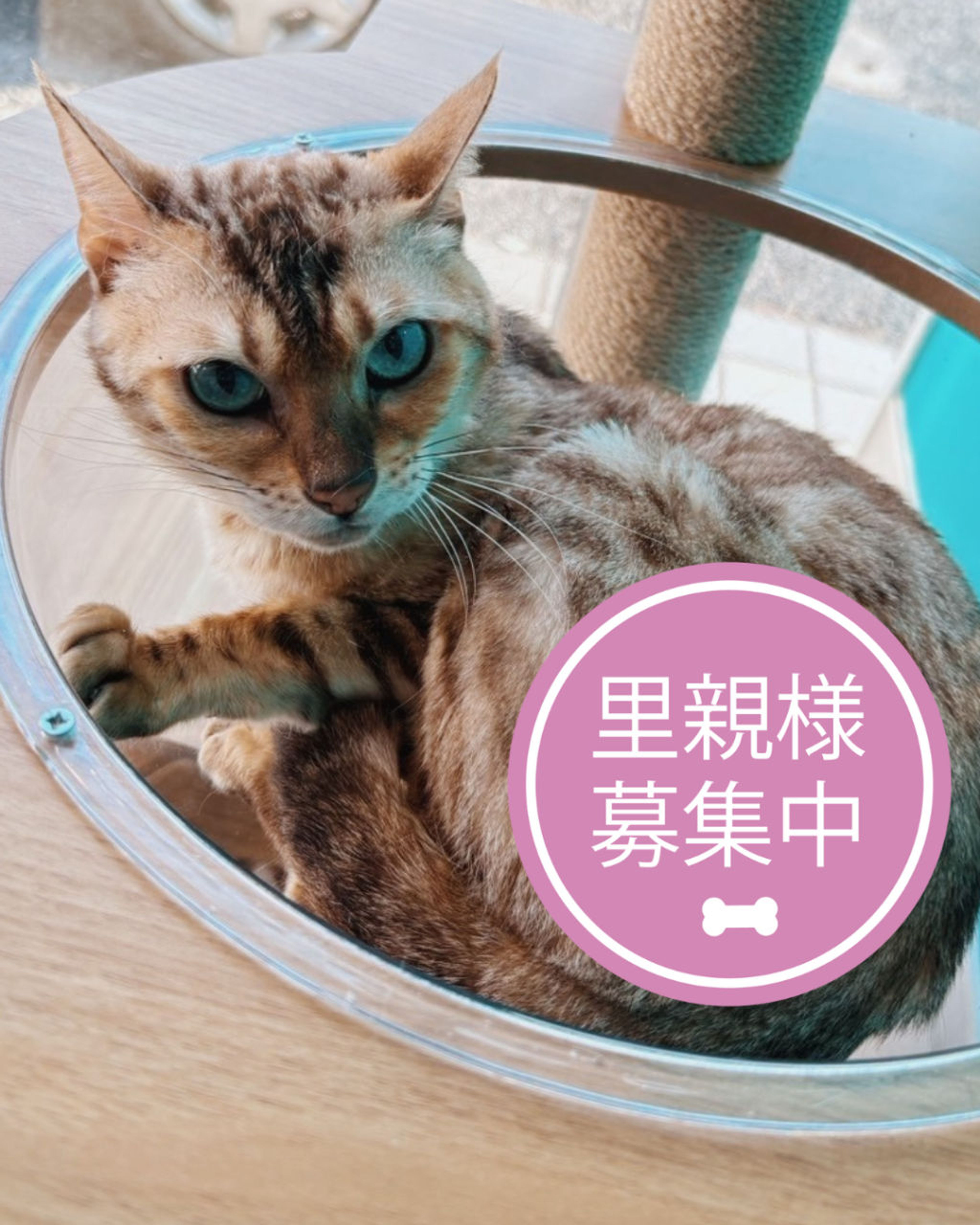 ベンガル・メスの里親募集の写真