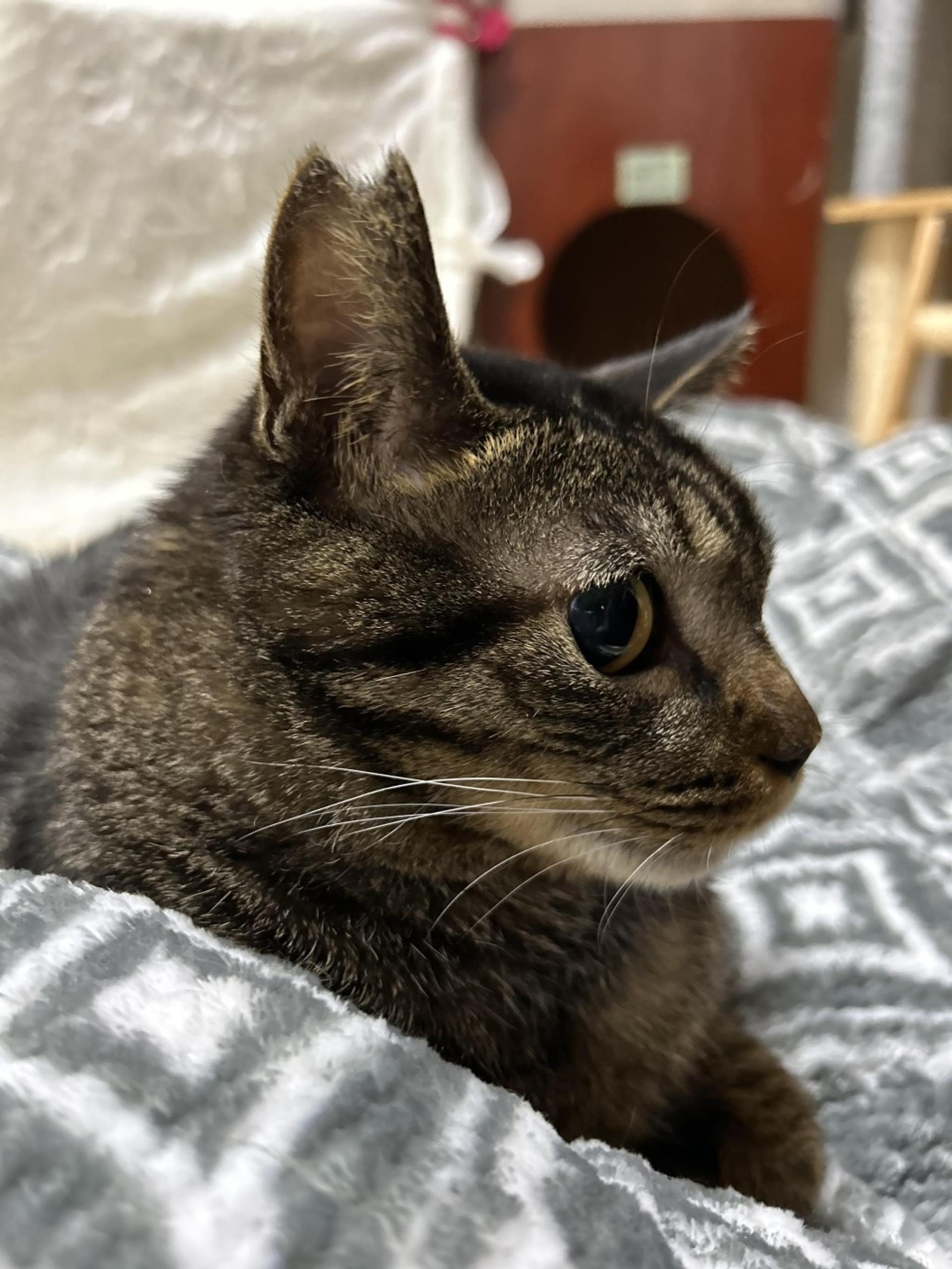 pet-image-4