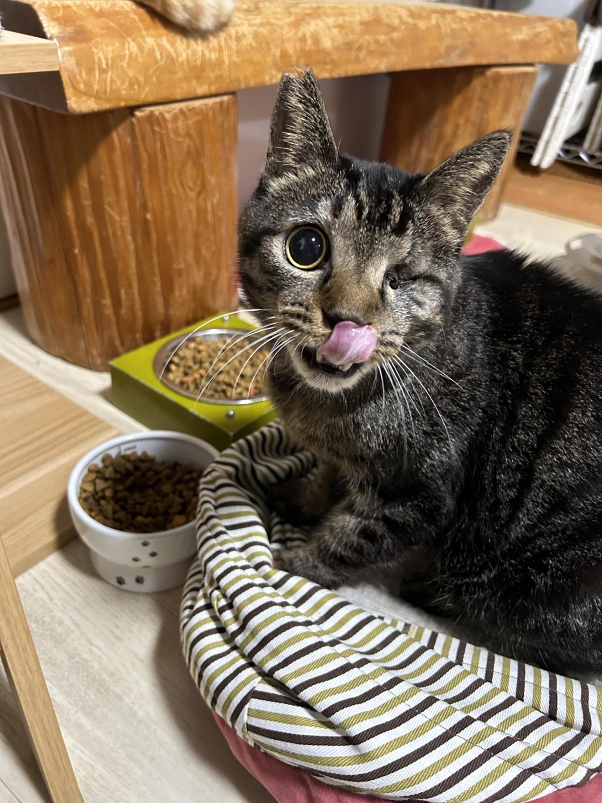 pet-image-5