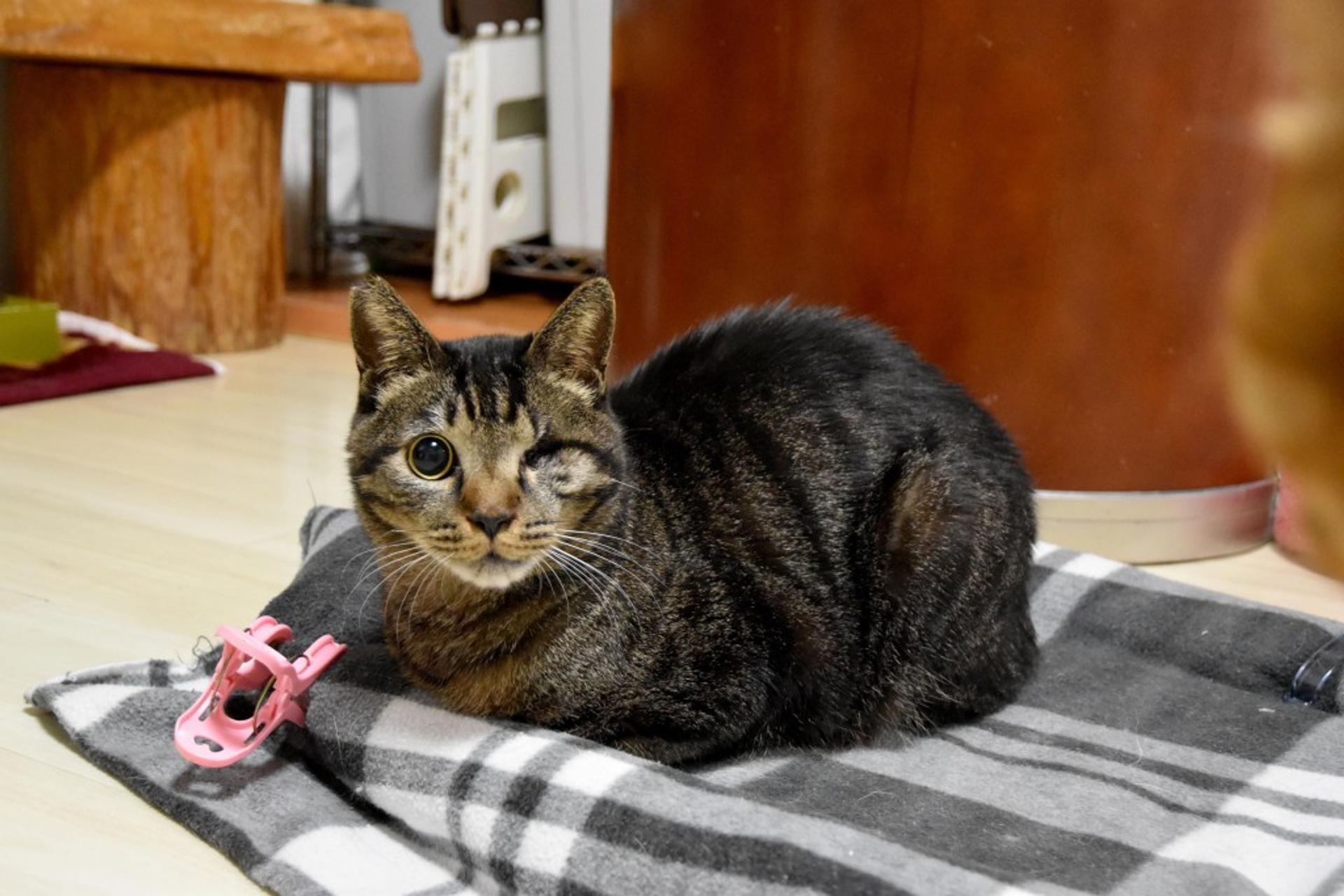 pet-image-9