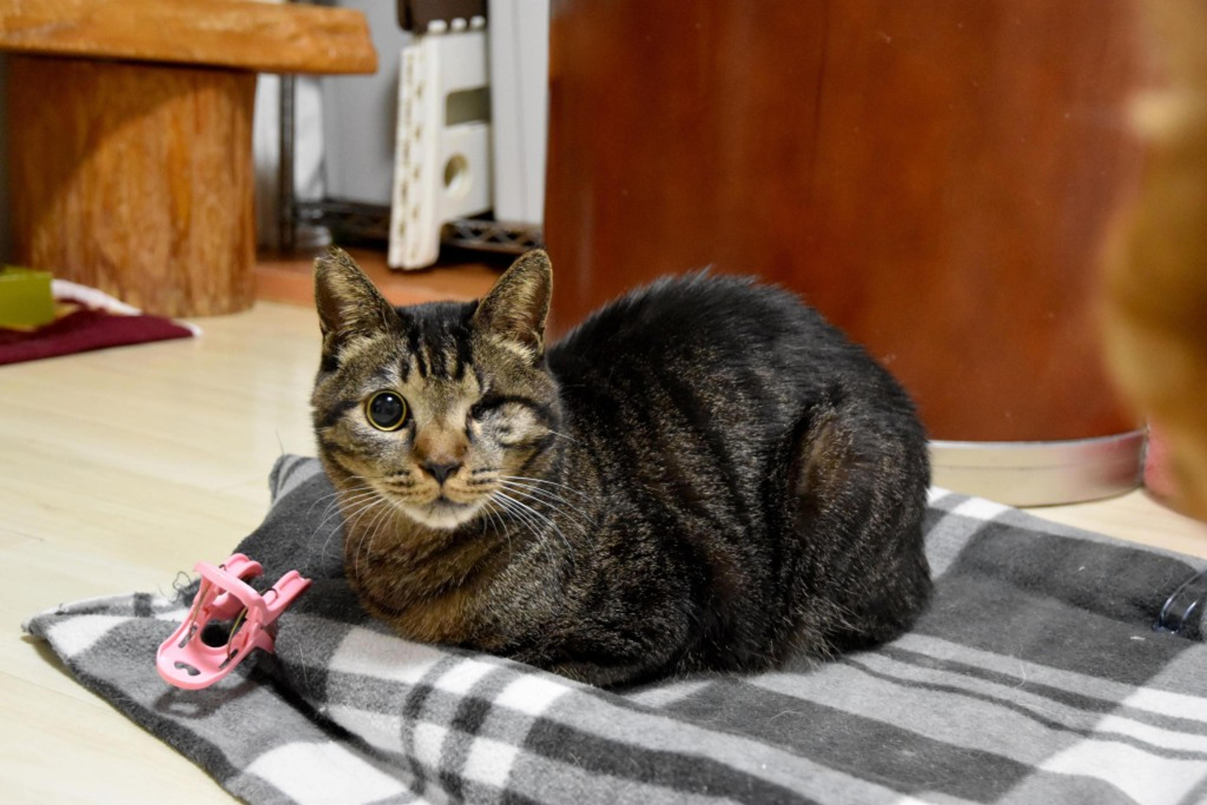 pet-image-9