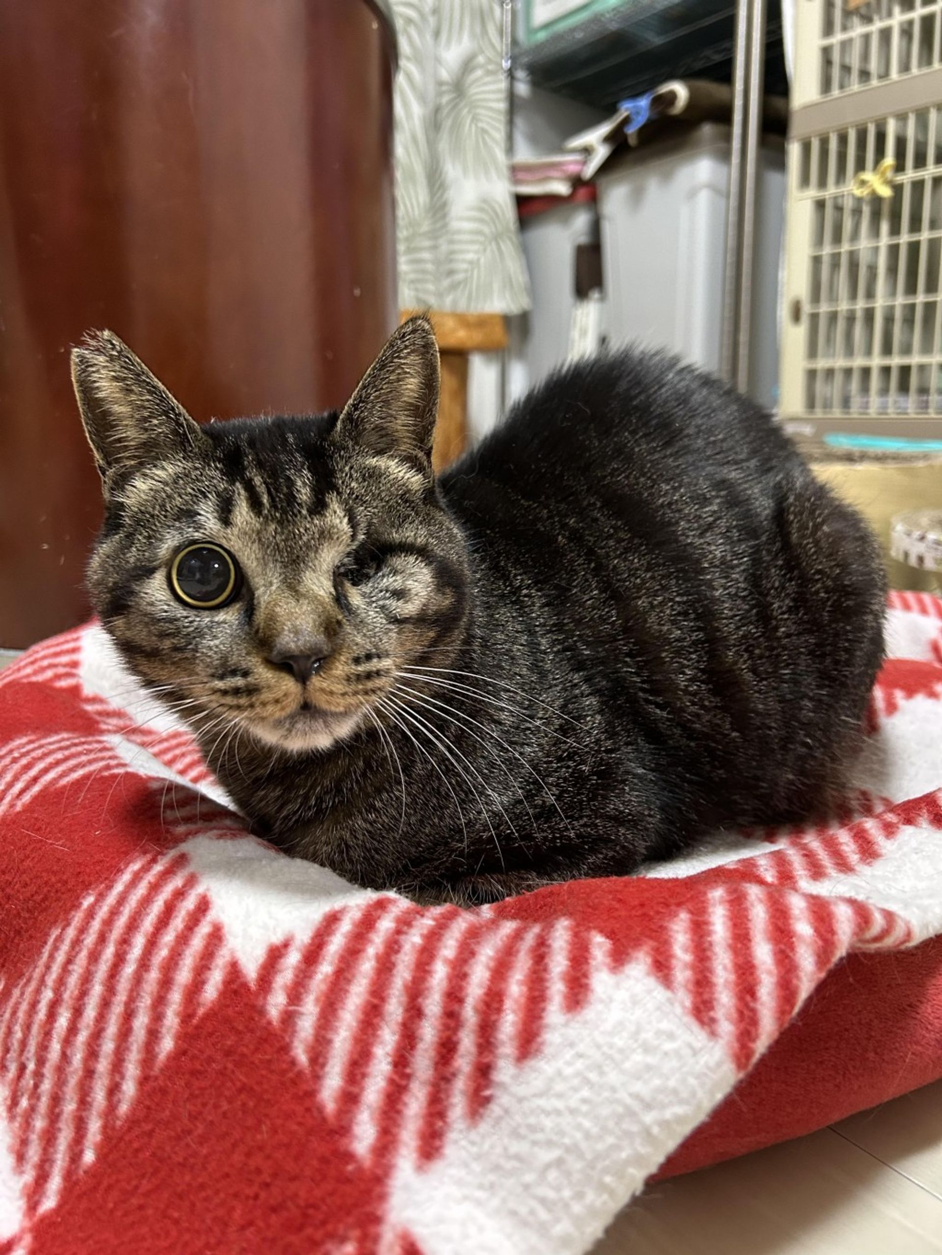 雑種（ミックス猫）・オスの里親募集の写真