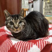子猫 × 猫の里親募集情報｜OMUSUBI by ペトコト｜保護犬・保護猫 