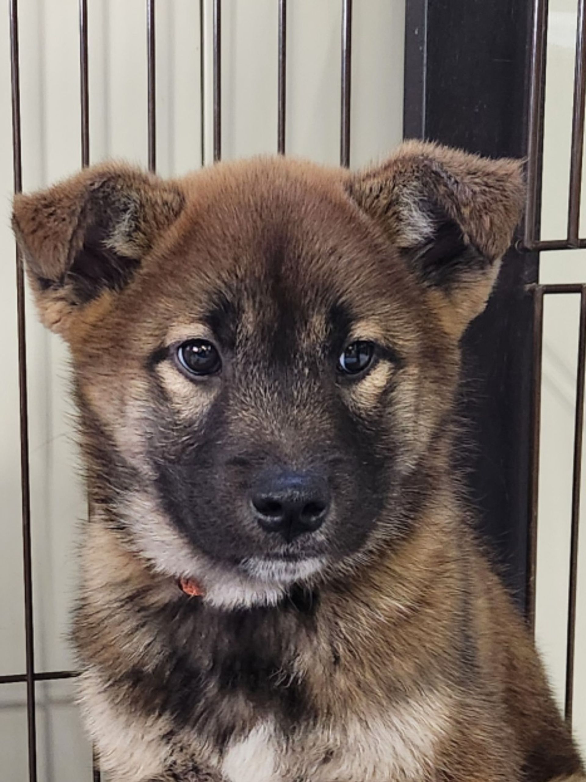 雑種（ミックス犬）・オスの里親募集の写真