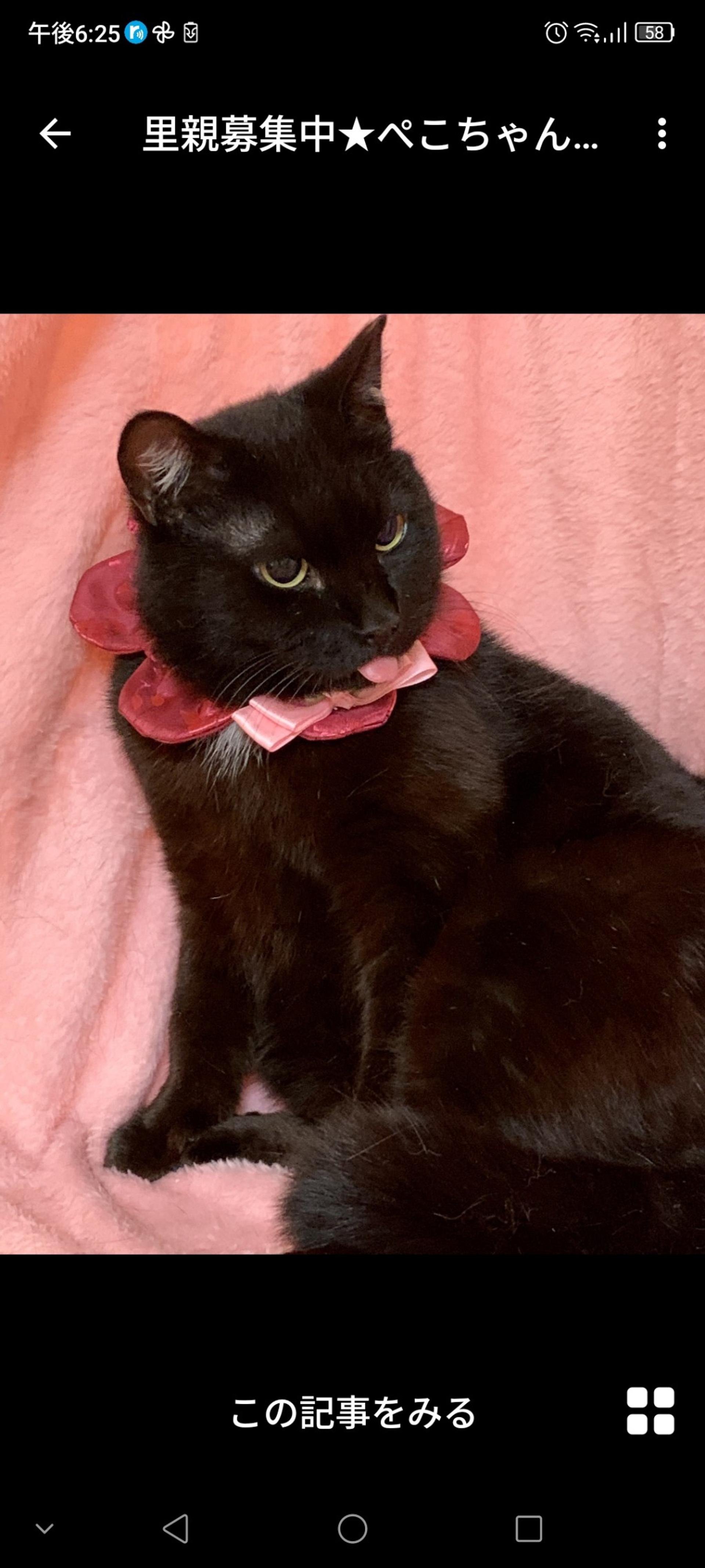pet-image-3