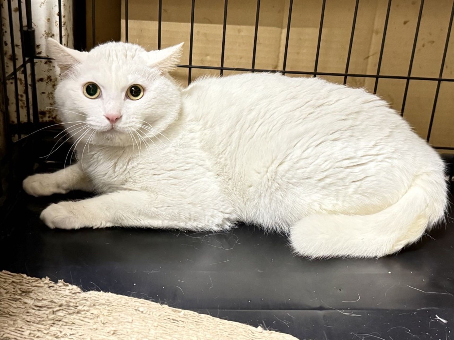 雑種（ミックス猫）・オスの里親募集の写真