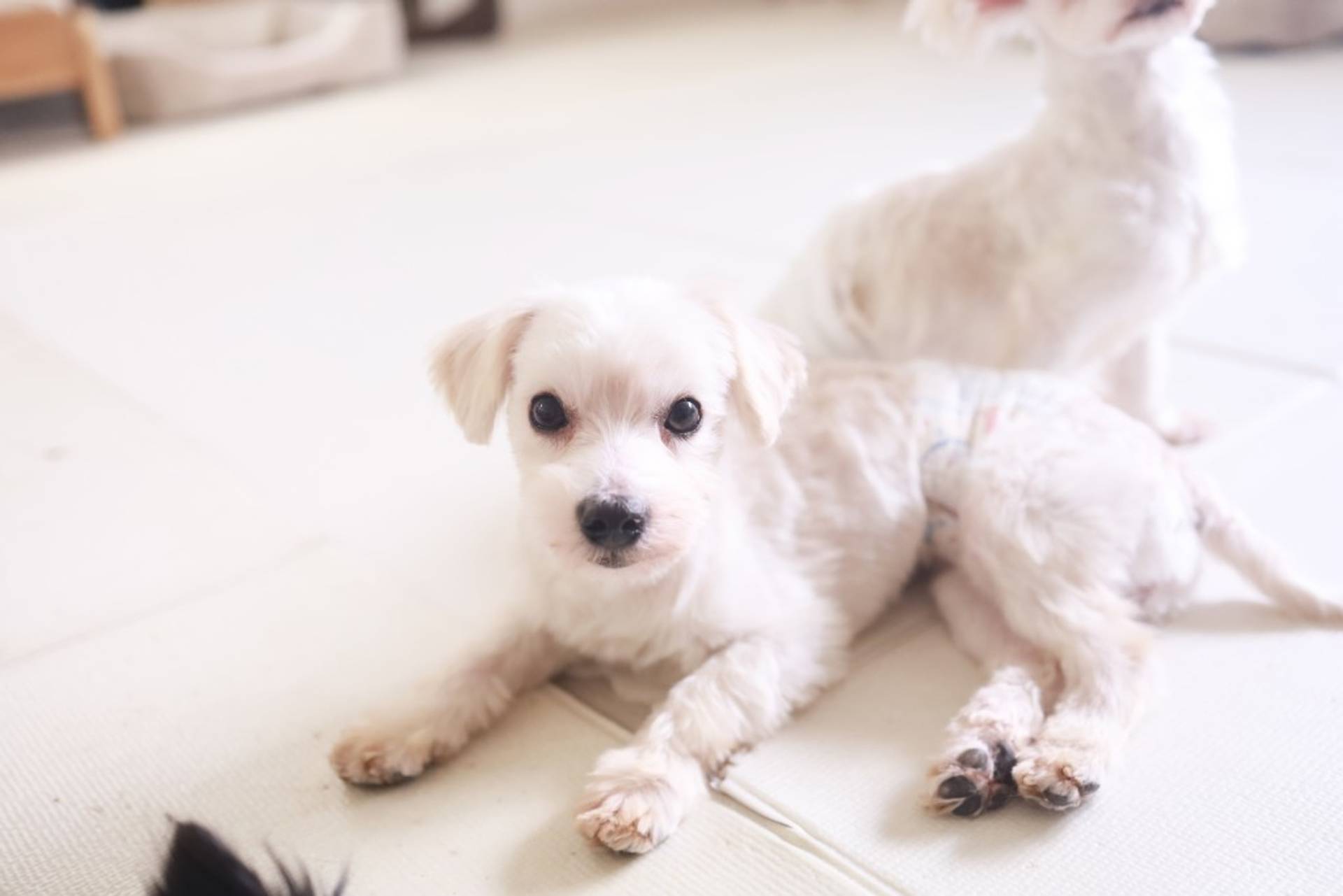 雑種（ミックス犬）・オスの里親募集の写真