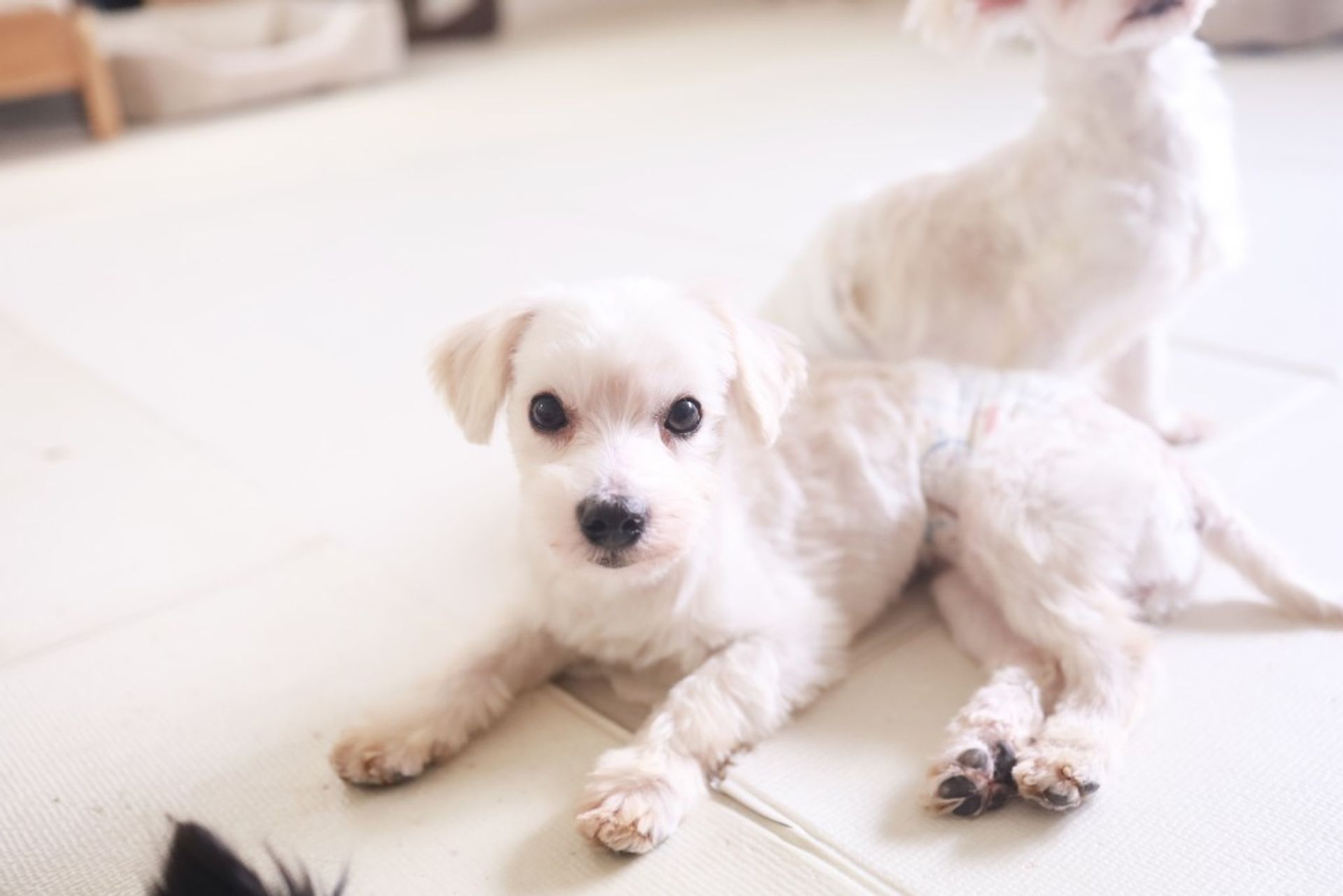 雑種（ミックス犬）・オスの里親募集の写真