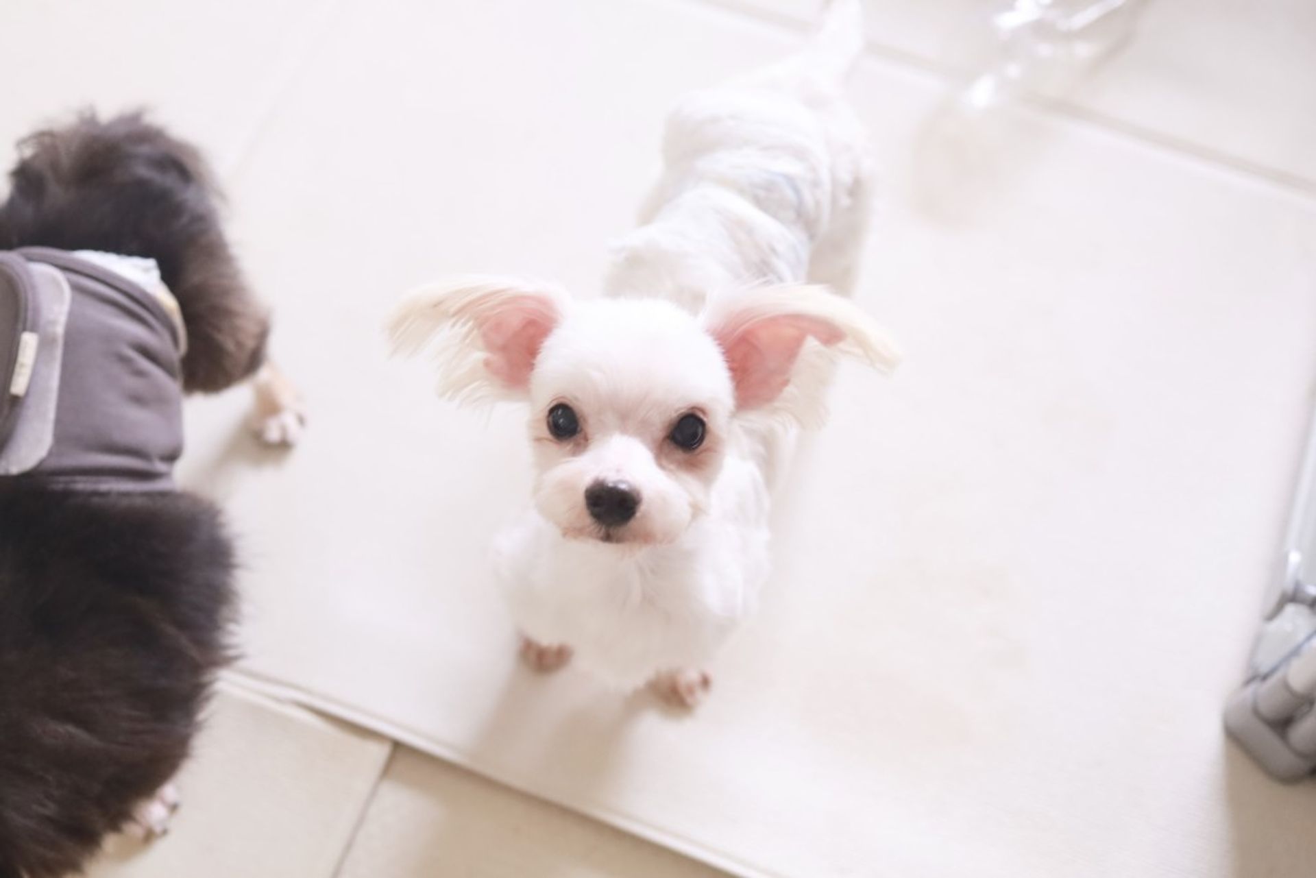 雑種（ミックス犬）・オスの里親募集の写真