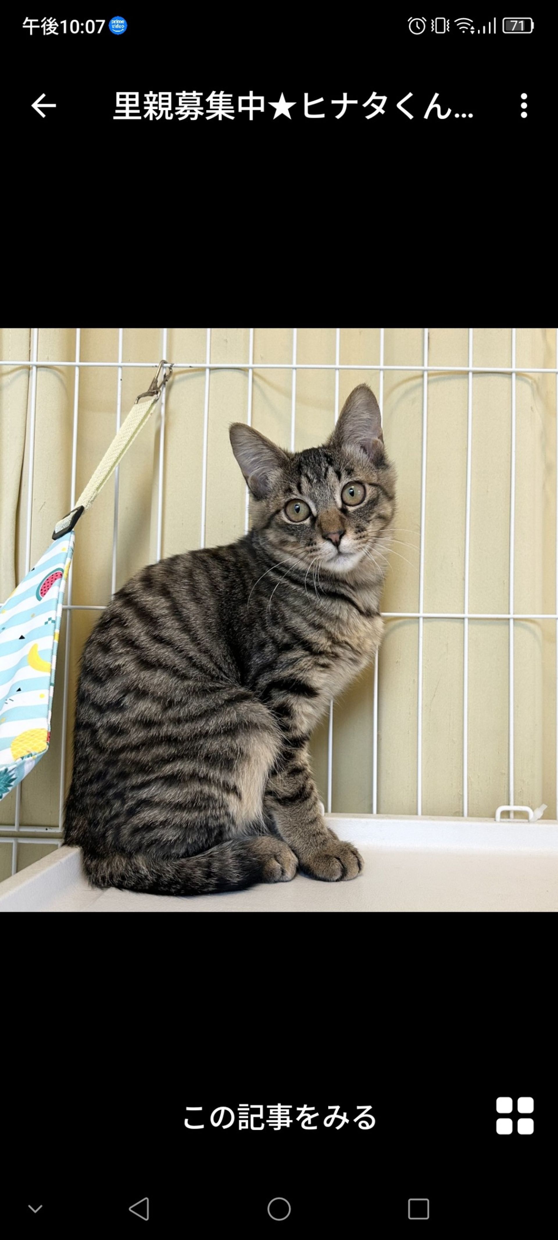 雑種（ミックス猫）・オスの里親募集の写真